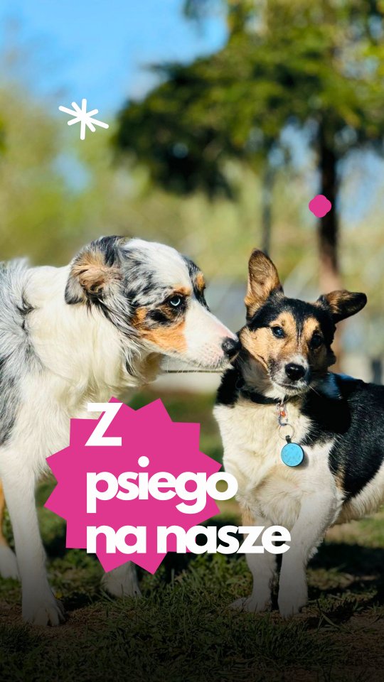 31 maja przez kilka godzin obserwowałyśmy psy i rozmawiałyśmy o tym, co się między nimi działo. Warsztaty psiej komunikacji to jedno z tych spotkań, po których inaczej patrzy się na własnego psa. Nie dlatego, że ktoś powiedział "twój pies robi X, bo Y" - ale dlatego, że człowiek zaczyna sam łączyć kropki.
To były pierwsze i na pewno nie ostatnie takie warsztaty. Prowadziłam je razem z Marleną Pilarską z Kyon Szkolenie Psów i Magdą Karaszewską z Be A Team.
Kolejne okazje już są:
12 lipca i 25 lipca - warsztaty psiej komunikacji, 250 zł/dzień.
A jeśli planujesz 12 lipca, warto dorzucić do tego 11 lipca — warsztaty smyczowe. Dobre prowadzenie na smyczy robi robotę też przy kontaktach z innymi psami, jedno wynika z drugiego. I tu mała zachęta: oba dni razem to 400 zł zamiast 500 zł.
Zapisy przez formularz - link znajdziesz w wydarzeniu na FB i w na pewno pojawi się w stories.