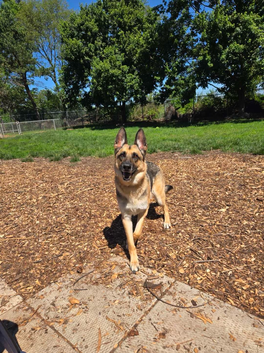 🐶🩷