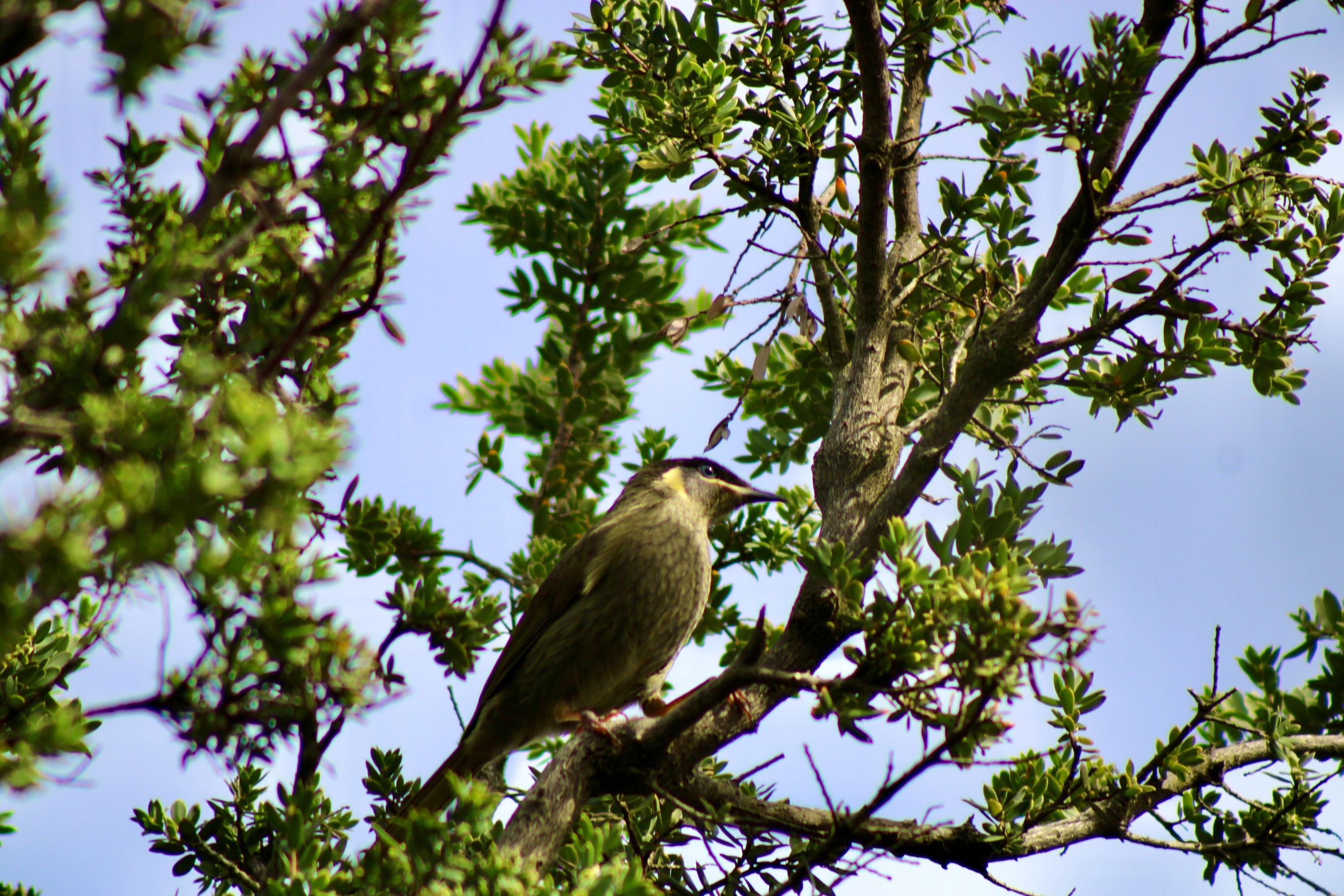 Another amazing day, Lewin’s honeyeater showed up checking out the area and foraging in the bansksia #heathland #birds #nature #habitat