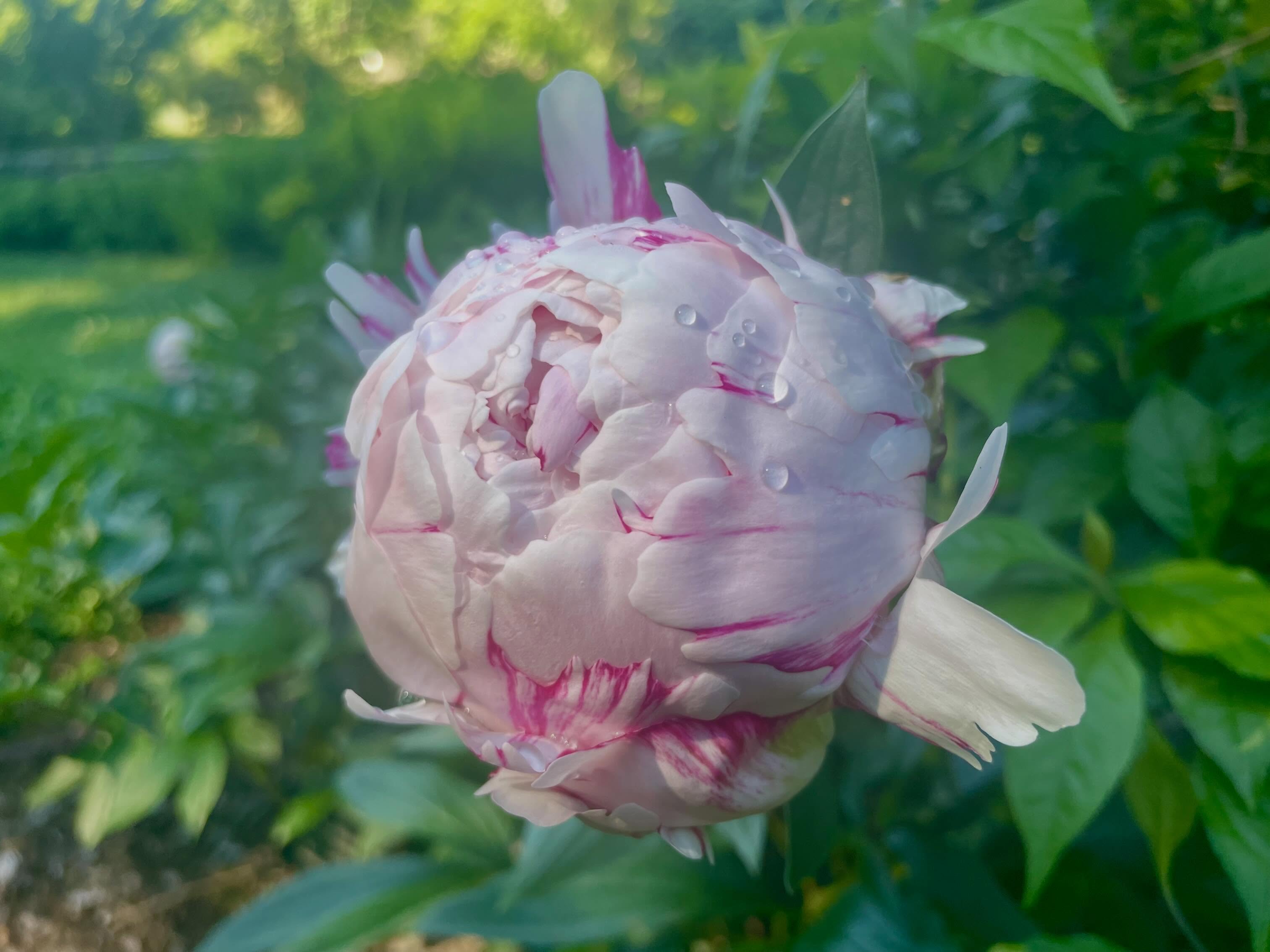 Free Art Show at the Arboretum