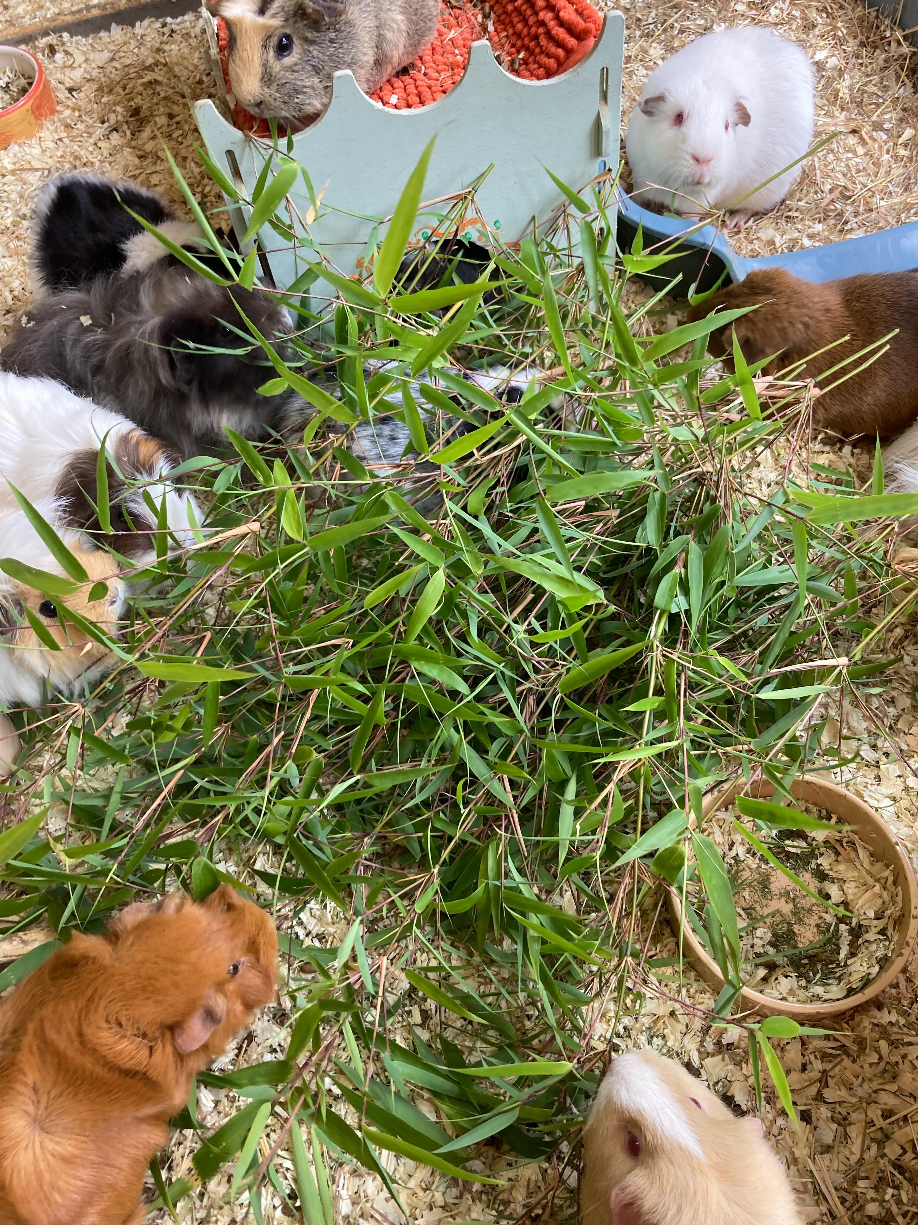 BAMBOO! Our piggies love to help with the gardening and eat our bamboo trimmings 🩷🩷 #bamboo #guineapiglife #guineapigs #sanctuary #bedfordshire