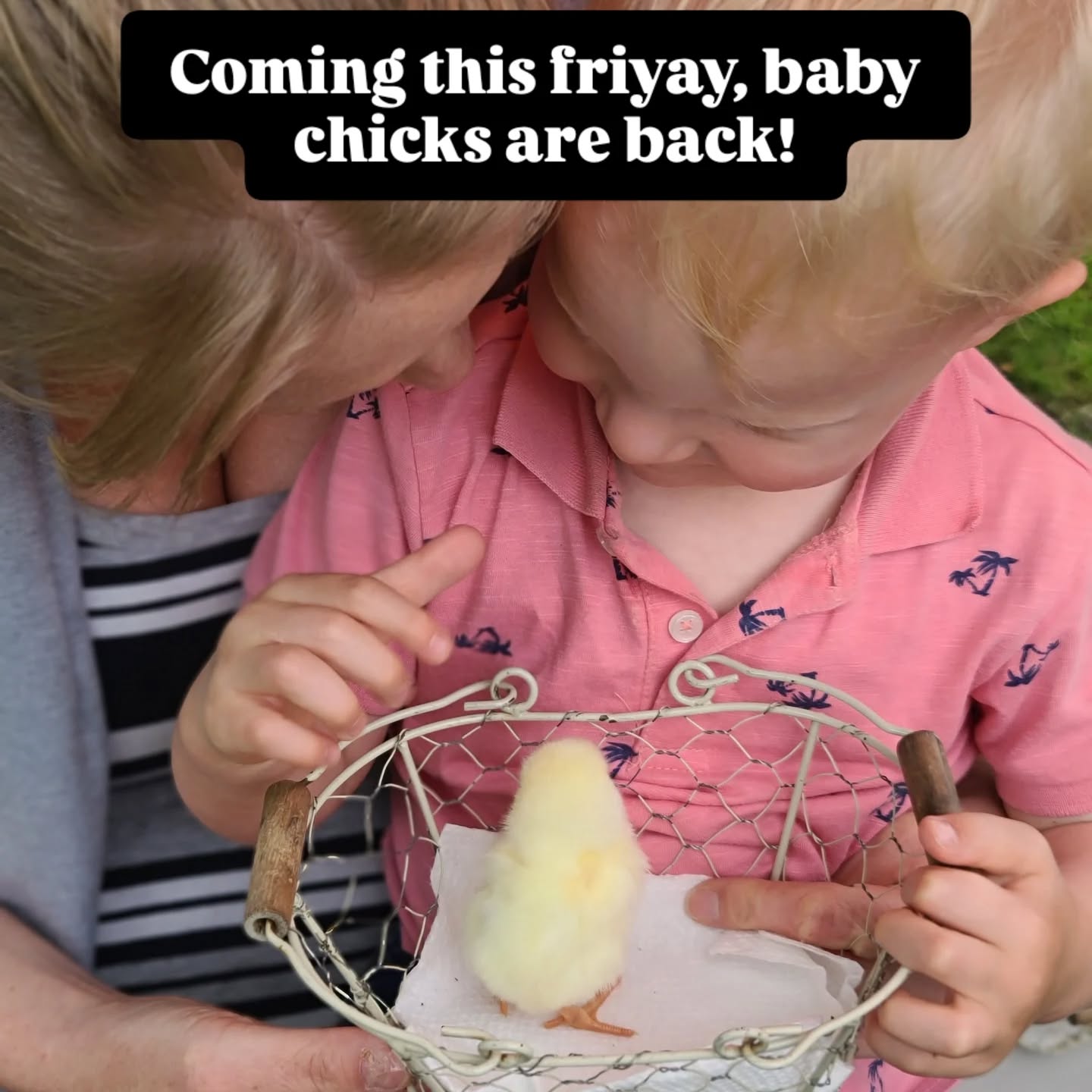 It's the chicken market y'all! This also means it's Chicken Dave's birthday!