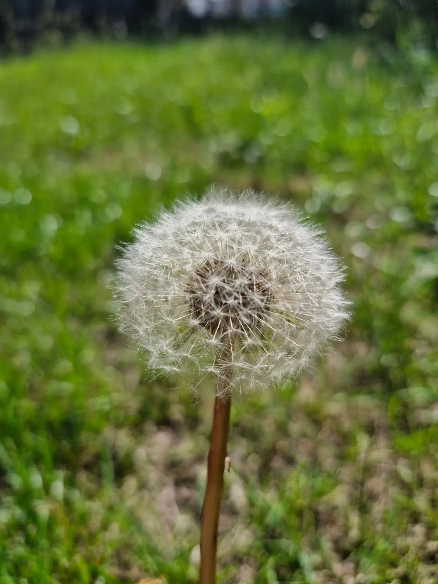 Since I was little, I've always loved dandelions. There is something magical about them — hundreds of tiny seeds sitting perfectly together, creating something so beautiful. Then with one gentle breath, they transform into little parachutes, dancing wherever the wind takes them.
#weekend #Saturday #afterwork #garden