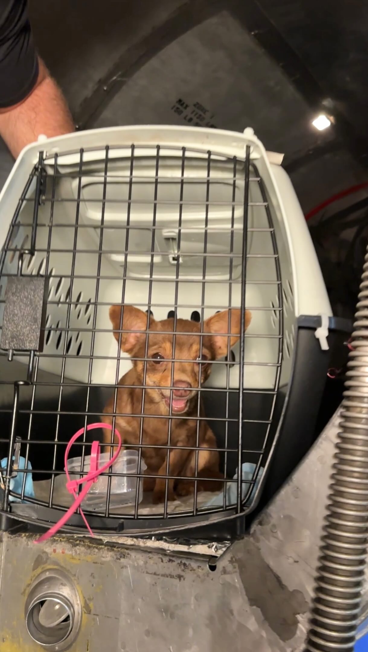 Over the weekend, a planeload of dogs and cats took flight toward safety.
Tomorrow, weโll do it again. A few days later, weโll do it again. And again.
Weโll finish the month with FOUR lifesaving missions happening the same weekend.
The work never really stops. Somewhere tonight, a shelter is full. A kennel is needed. A pet is waiting for the opportunity to leave and start over.
Over the next few weeks, hundreds of dogs and cats will get that opportunity due to all of YOU who have chosen to support this mission.
To everyone who donates, shares our story, wears our merch, volunteers, fosters and adopts from local shelters, and those who believe in this workโฆ thank you.
You are the reason these pets get a first chance.
We need your continued support. Become a monthly donor now:
LINK IN BIO
๐ธVideo by @pupppstar
#LetTheFurFly
shout out to @ramtrucks @stellantisna