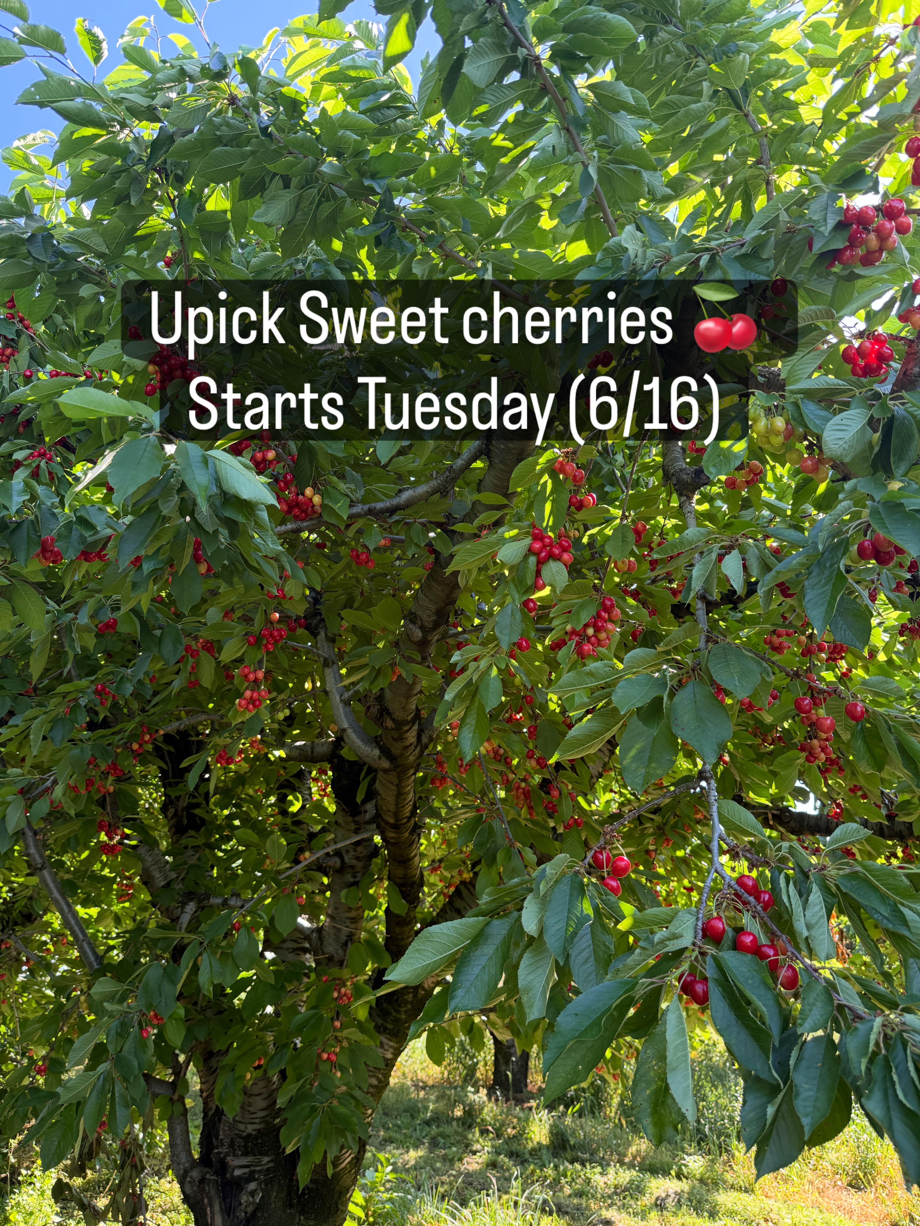 Farm Updateโคต๏ธ๐
Sweet Cherry U-pick will be opening on Tuesday (6/16)
U-Pick Available:
โข Sweet Cherries ($3.90lb)
(opens 6/16)
๐ Farm Attractions โ All Day Fun:
โข The Barnyard ๐๐ฎ
โข Animal Barn ๐๐ฆ๐๐๐๐โโฌ
โข Wagon Rides ๐
โข Barrel Train ๐
โข Playground ๐
๐ Farm Passes
โข Farm Pass โ $3 ๐พ
Includes Access To: U-Pick and Wagon Ride ๐
(Seniors 65+, Veterans, and Kids 5 & under are FREE)
โข Barnyard Pass โ $10 ๐๐
Includes all day access to play in the Barnyard Fun Area: Bounce House Inflatables ๐, Barrel Car Rides ๐, Gravity Wagon ๐, and Sand Box ๐
Farm market:
โข Bakery open daily ๐ฉ๐ช
โข Frozen Pitted Sour Cherries ๐
โข Frozen Sweet Cherries ๐
โข Frozen Peaches ๐
โข Frozen Apricots ๐ณ
โข Frozen Blueberries ๐ซ
โข Frozen Rasberries
โข Frozen Blackberries
โข Frozen Strawberries ๐
โข Farm Fresh Eggs ๐ฅ
โข Frozen Apple Cider ๐ง
โข Apple Cider Slushie ๐
โข Fresh Donuts ๐ฉ
โข Honey, Maple Syrup, Jams, Salsas & More! ๐ฏ
โฐ Open Daily | 10 AM โ 5 PM | Including All Holidays Rain or shine! โ๏ธ๐
We canโt wait to see you at the farm!๐