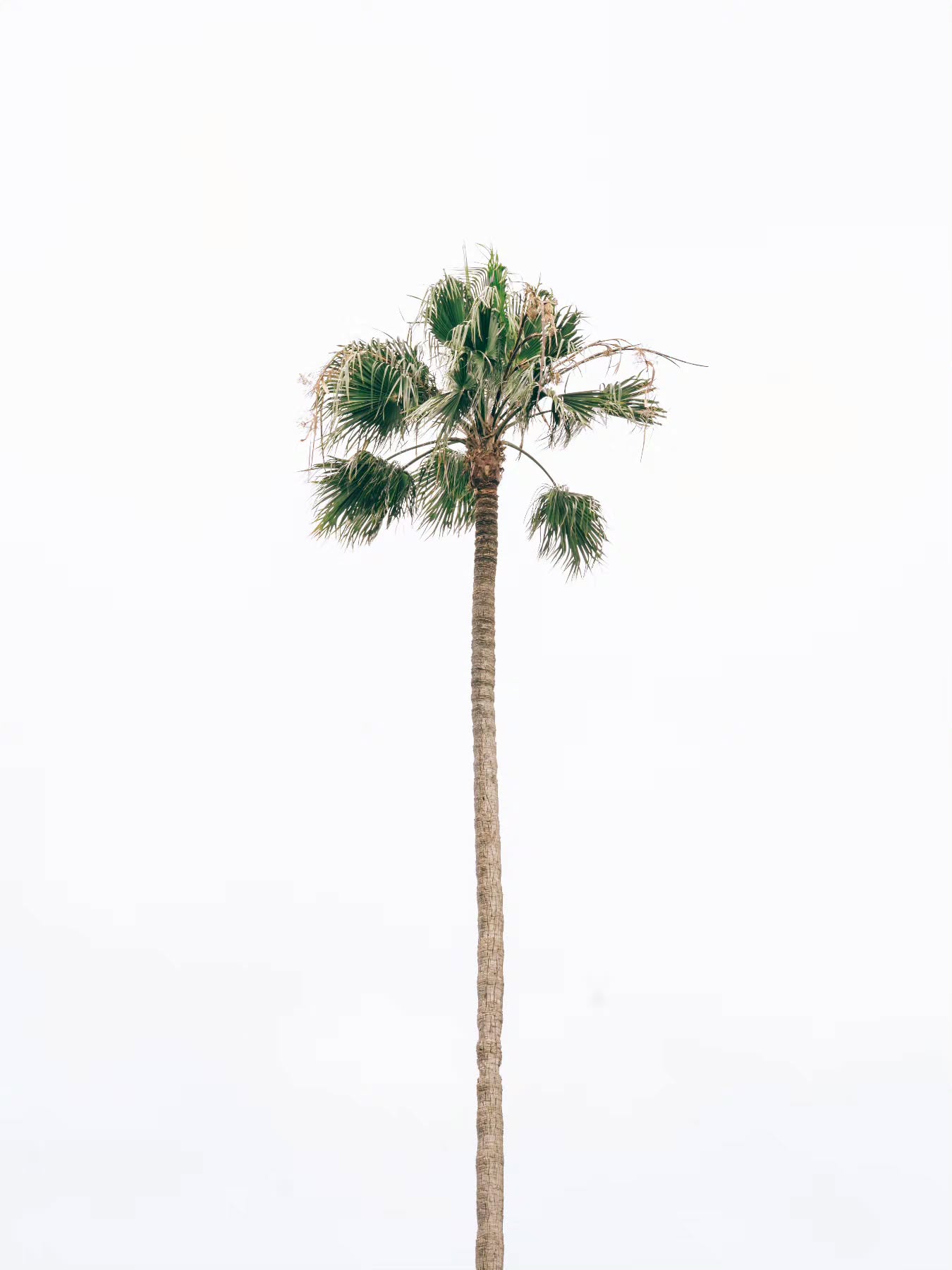 A little simplicity for today. π΄πΈ
(2026-05-14)
#losangeles #california #minimalism #palmtree #treestagram