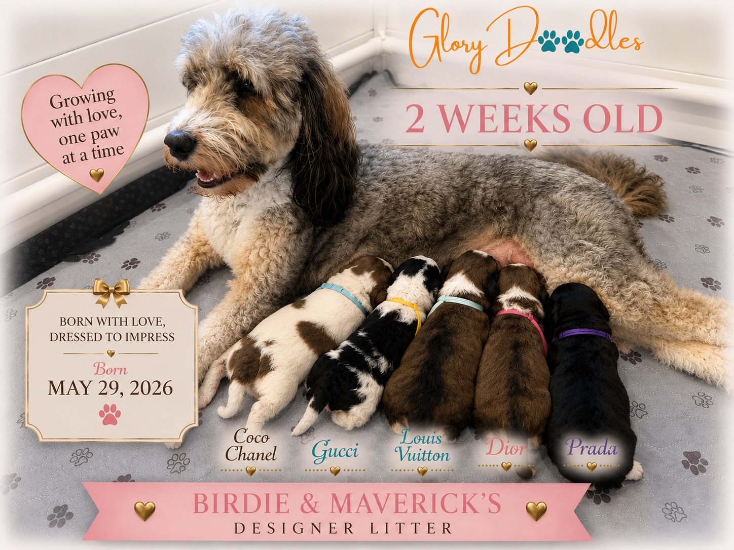 our designer litter is 2 weeks old, beginning to open their eyes and growing each day!! one spot still remains on the waiting list! #minibernedoodle #bernedoodlepuppy #bernedoodle #doodlepuppy