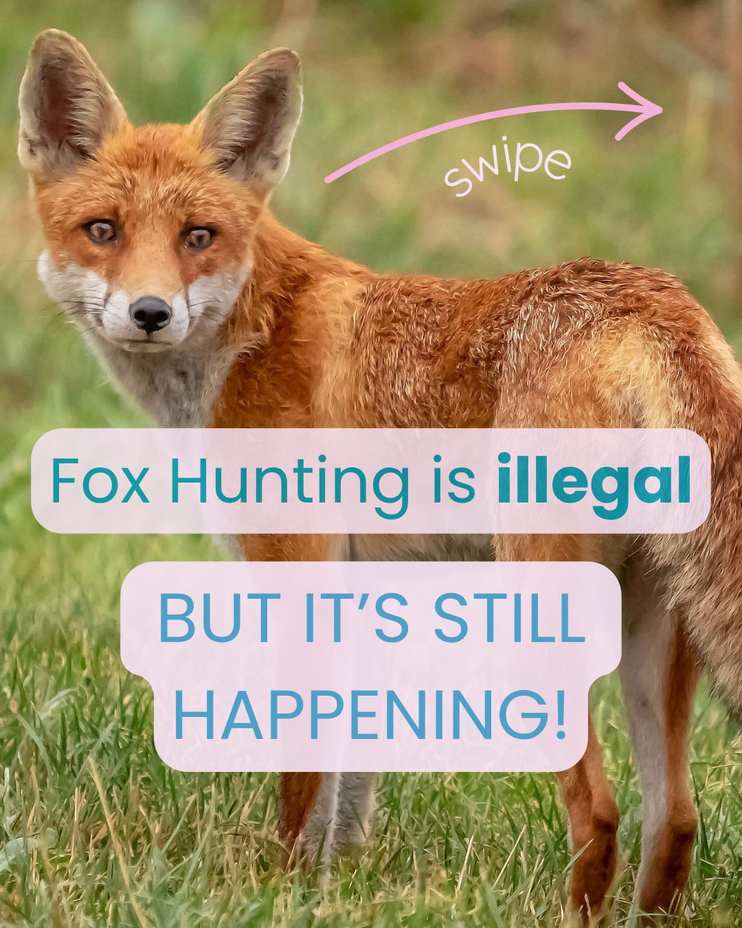 Hundreds of foxes are still being killed by hunts every year. Yet over 80% of the British public agree that this shouldn't be happening.
Just a few days remain to add your voice to the government consultation on the Hunting Act.
@leagueagainstcs have a pre-written response - use it before the 18th June and let's end this cruelty for good! š¦š§”
š Link in bio