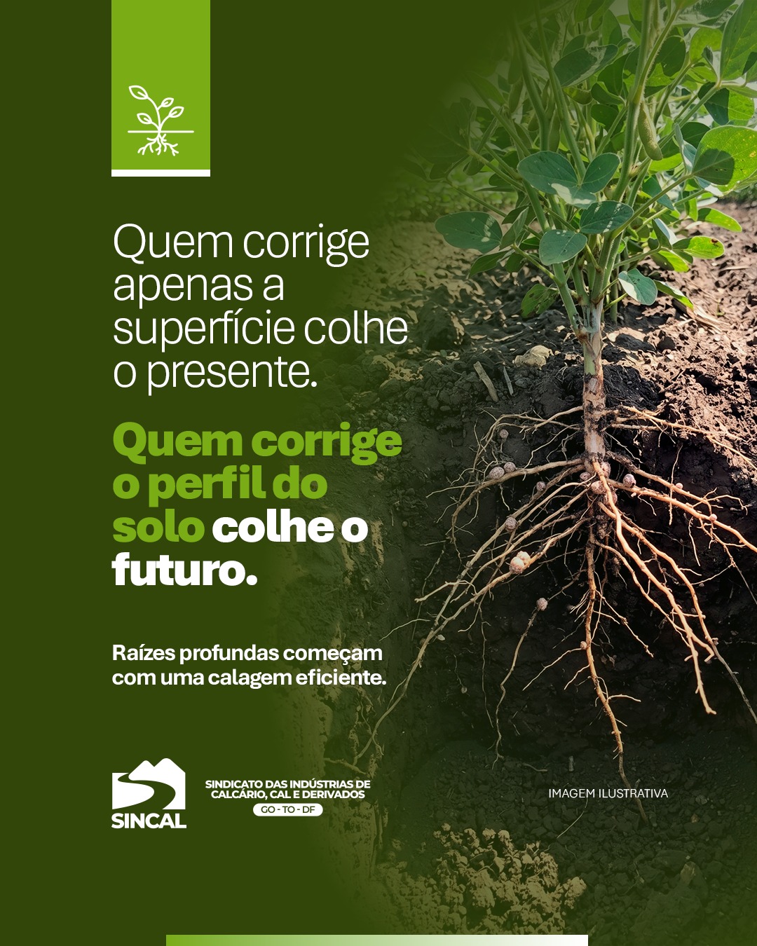 Não plante pensando apenas no hoje. Construa o futuro da sua lavoura de dentro para fora. 🕵️♂️🌱
Quem corrige apenas a superfície colhe o presente, lidando com raízes rasas e plantas frágeis ao primeiro sinal de estiagem. Mas quem corrige o perfil do solo colhe o futuro: garante raízes profundas, nódulos saudáveis e estabilidade para muitas safras à frente.
Uma calagem eficiente abre caminhos para a sustentabilidade e a rentabilidade do seu negócio.
