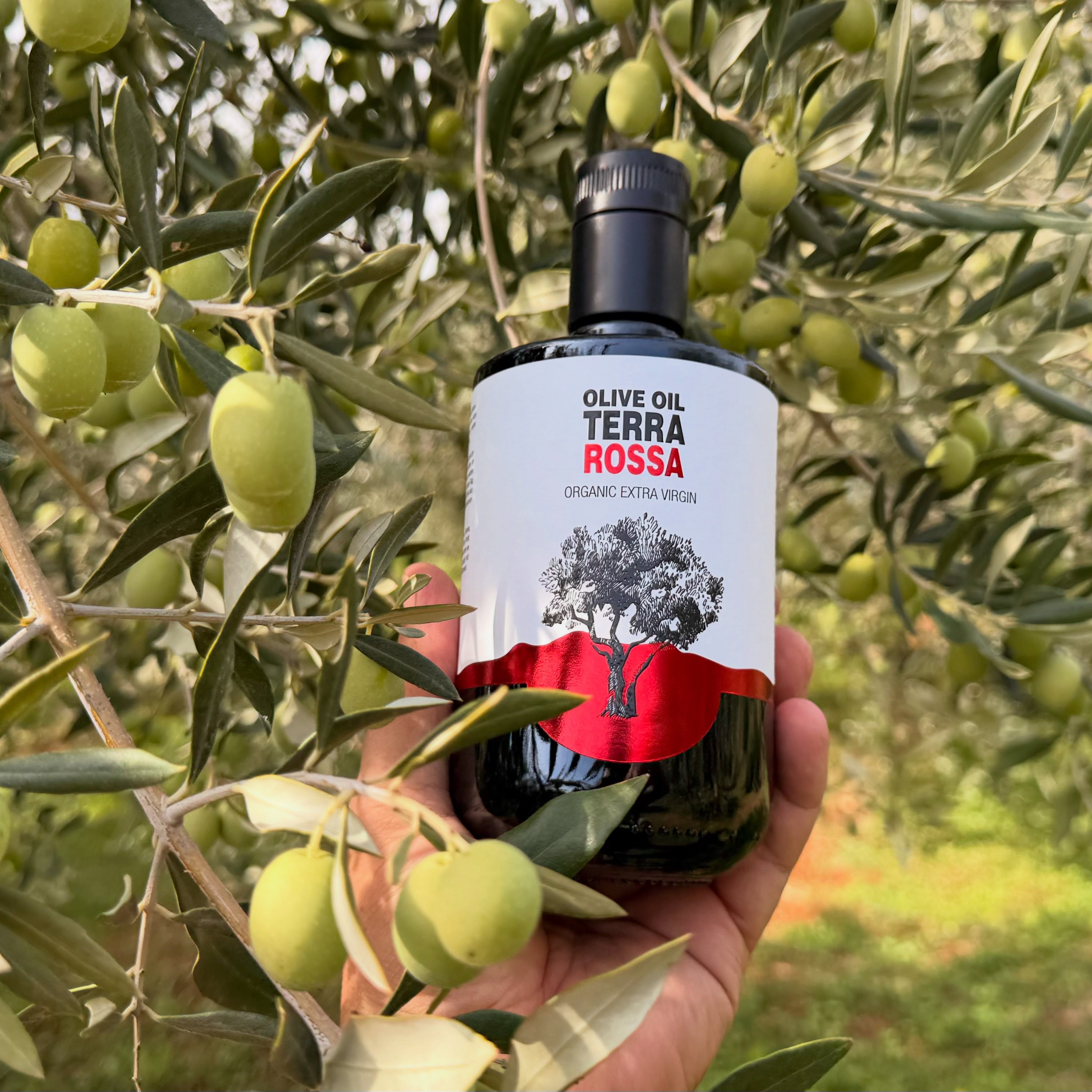 From the heart of Istria – straight from the olive tree into your kitchen.
This is where excellence begins. 🍈✨
Our award-winning TERRA ROSSA Organic Extra Virgin Olive Oil is crafted from hand-picked olives grown on the unique red soils of Istria. Early harvested, cold extracted, rich in natural polyphenols and bursting with fresh green aromas.
Every bottle captures the taste of nature, tradition and passion.
🫒 Organic certified
🏆 Internationally awarded
🌱 Sustainably produced by the Bellani family
👉 Order now and experience one of the world’s finest organic olive oils.
📦 Limited quantities available.
🌐 www.terra-rossa.ch
#TerraRossa #OrganicOliveOil #ExtraVirginOliveOil #Istria #Croatia