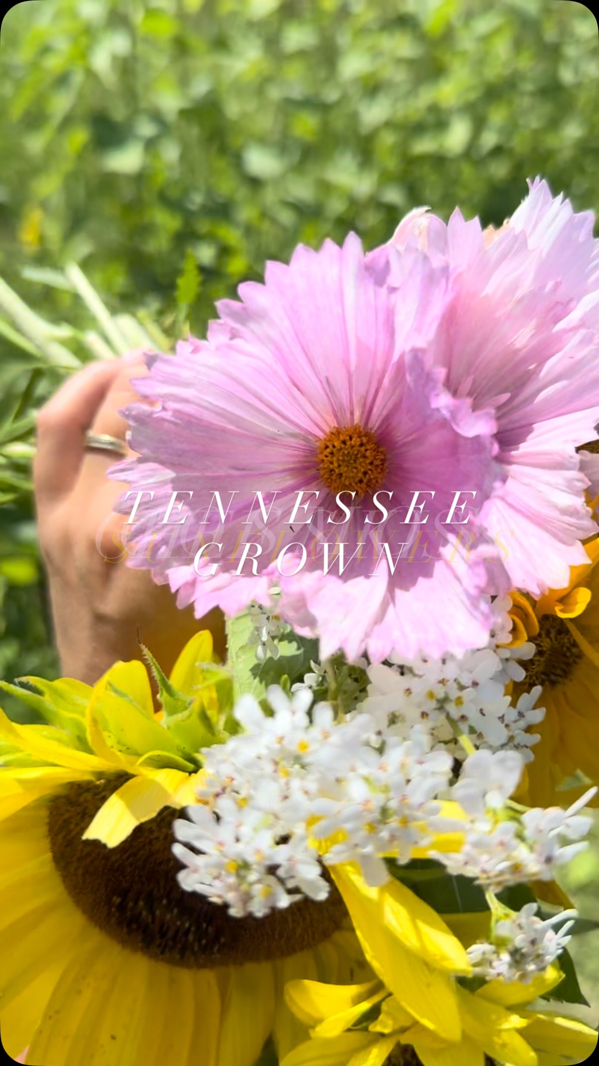 Delighted that these blooms are finally here! #flowerfarm #summerblooms #smallbusiness #shoplocal #flowerstagram