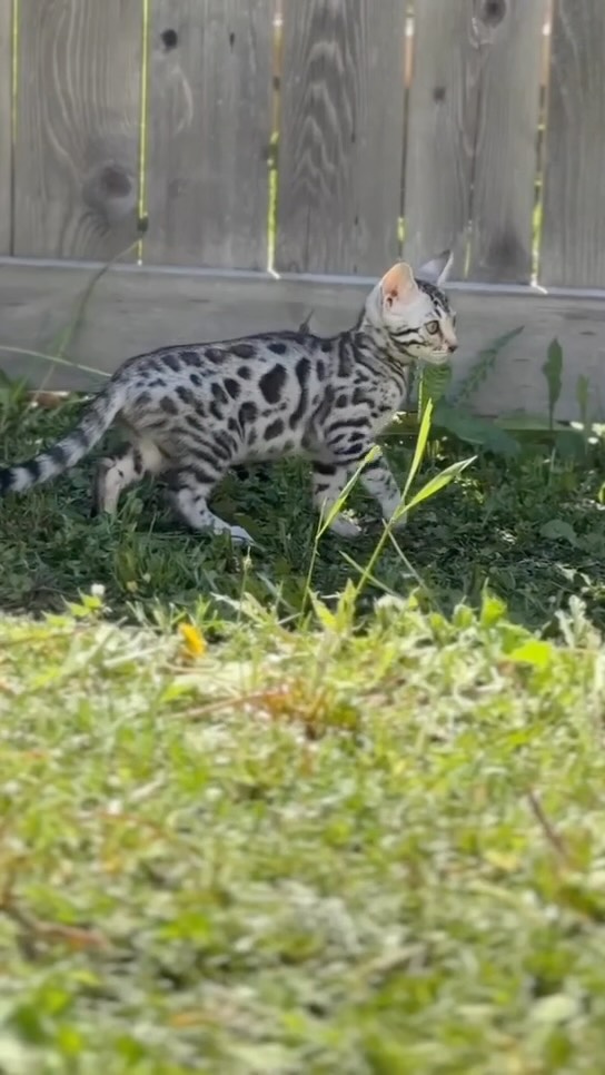 Lucy is so beautiful she is a silver Bengal.😻 she is *Available* #bengal #fyp #kitten #cat #bengalkitten