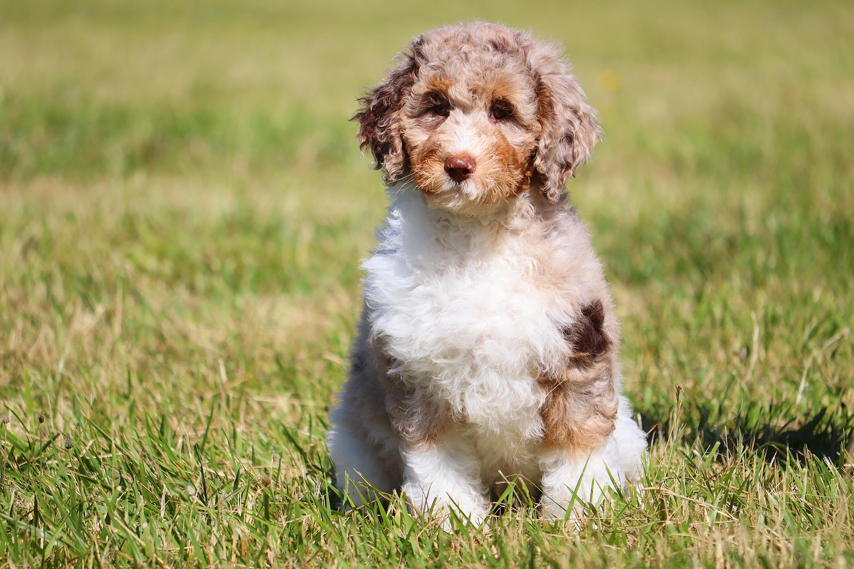 Brinelys last three shaggy babies available- www.LKBernedoodles.com #lkbernedoodles