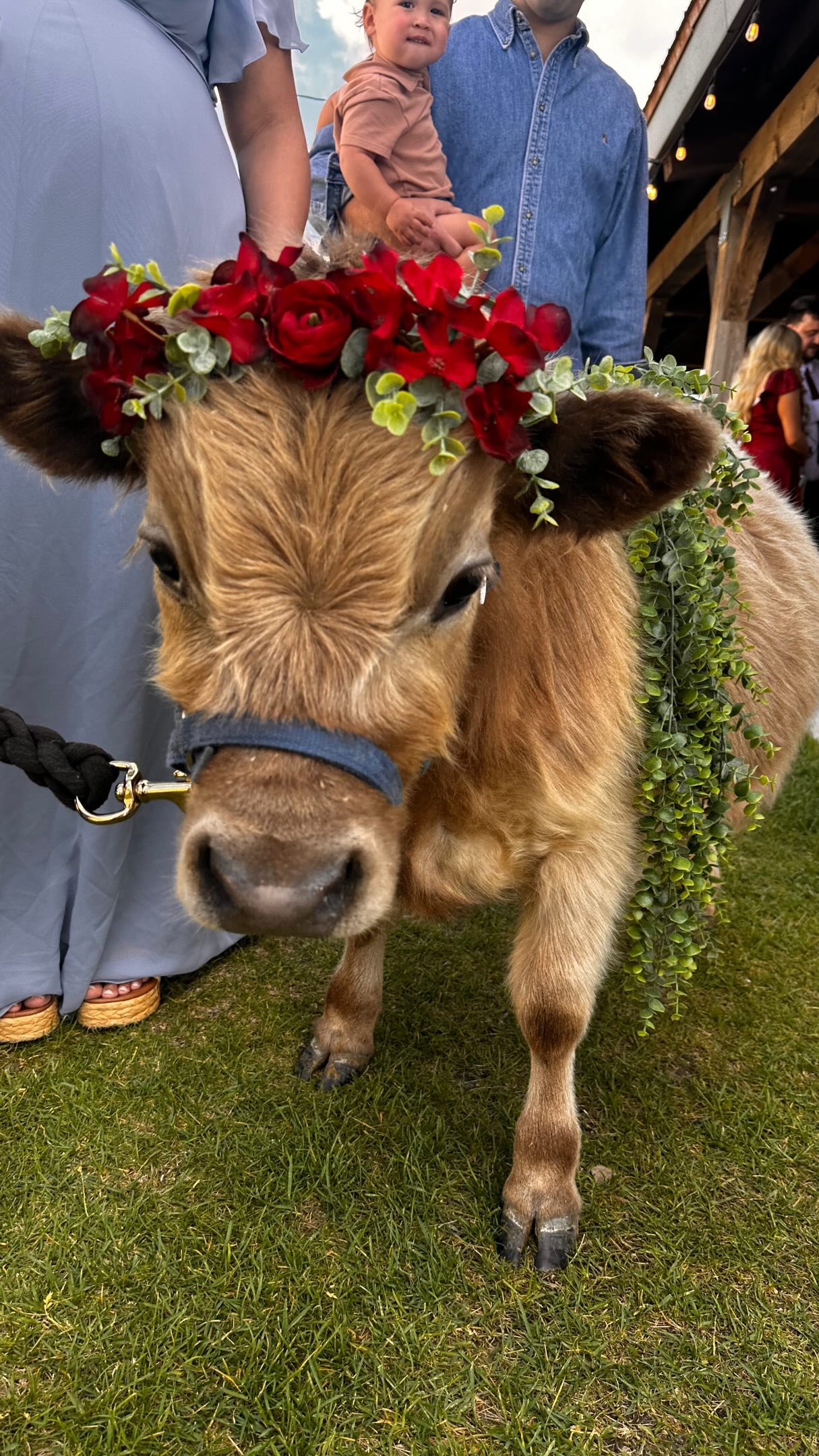 And just like that it's wedding season! Reach out if yours needs a bovine entertainer! #minihighland #weddingcow #rockymountainreindeerfarm #weddings #servers