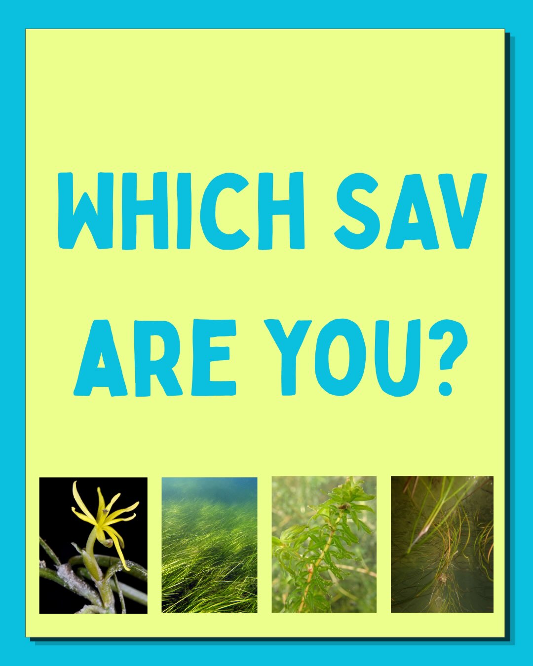 Personality quiz but make it ✨aquatic ✨
You have your own vibe just like these SAV have their own vibe and role to support countless species through Delawares waterways!
Swipe to see which one sounds most like you!
Interested in learning how to ID? Join us for one of our upcoming opportunities to learn more at delawaresav.org/volunteer