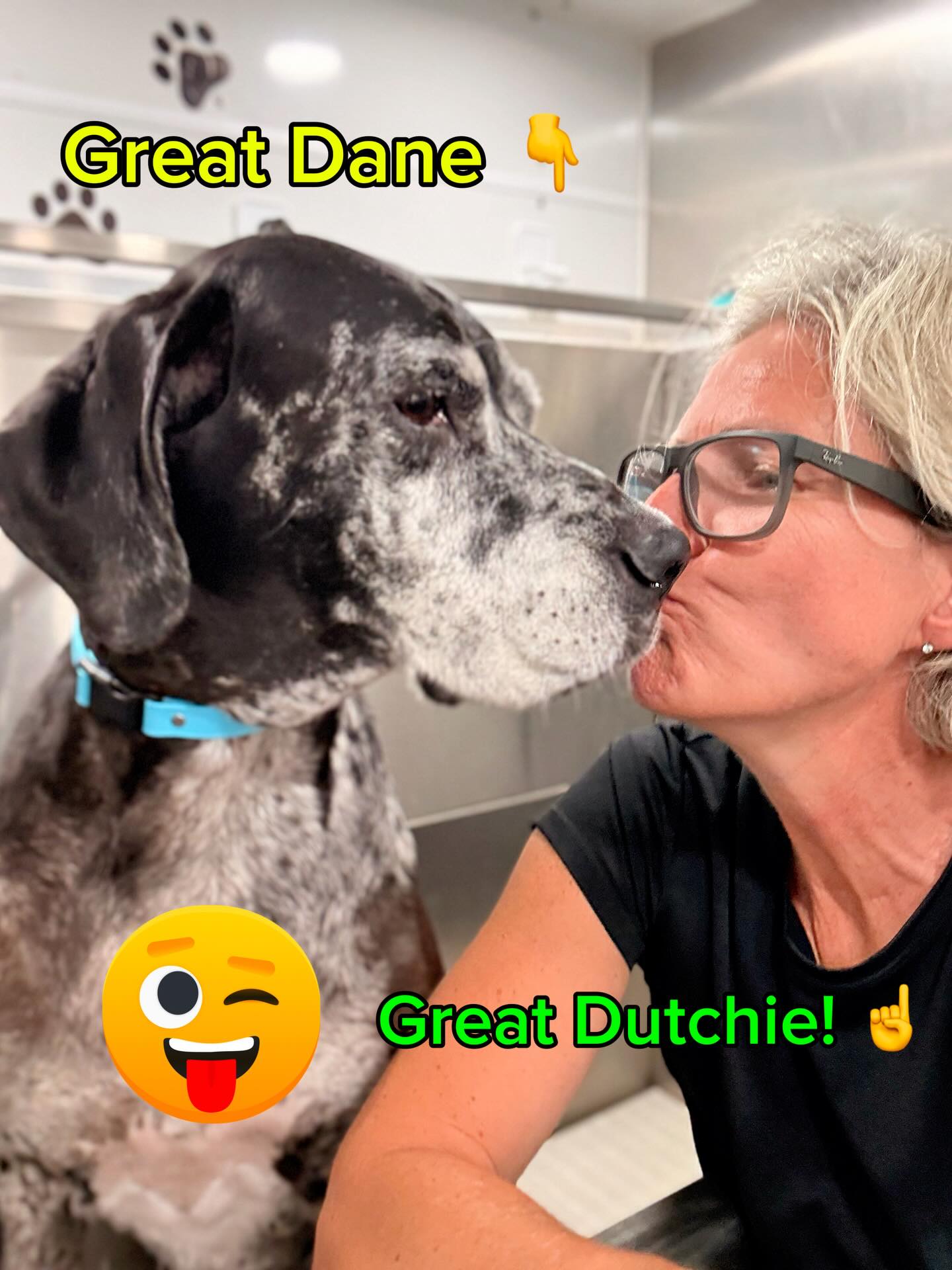 I don’t get to groom a lot of great Danes so when I do I soak up all the Dane goodness! Not all of my clients know that I’m originally from The Netherlands (a Dutchie) so now you know! #greatdane #ilovedogs #doggrooming #dutch
