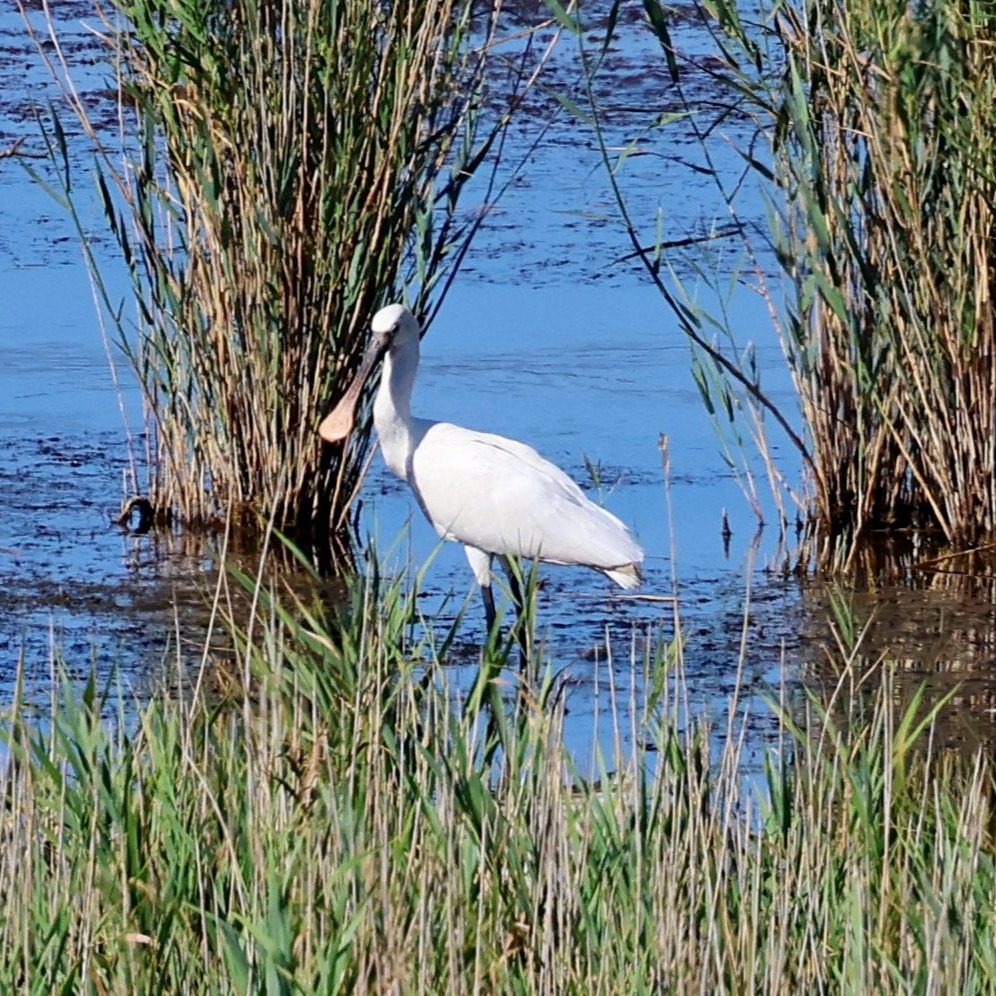 A spoonbill at Livadi last weekend.
#islandwildlife #kefaloniawildlife #greekwildlife #guidedwildlifewalks #birdlovers
