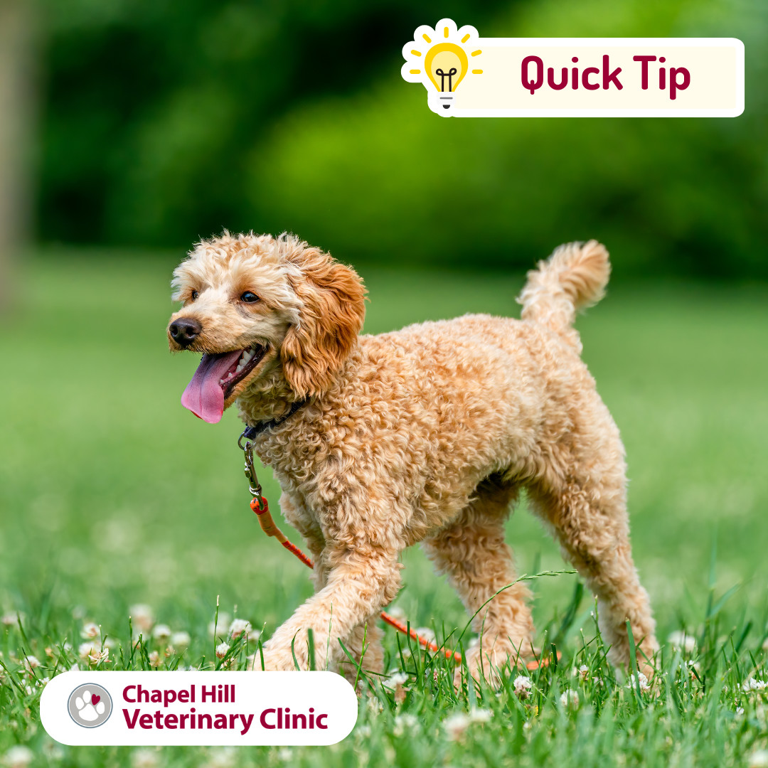 🐾 Quick Tip:
Always check pavement temperature before walking your dog in summer! ☀️
If it’s too hot for your hand, it’s too hot for their paws 🐶
Keep walks safe this season!