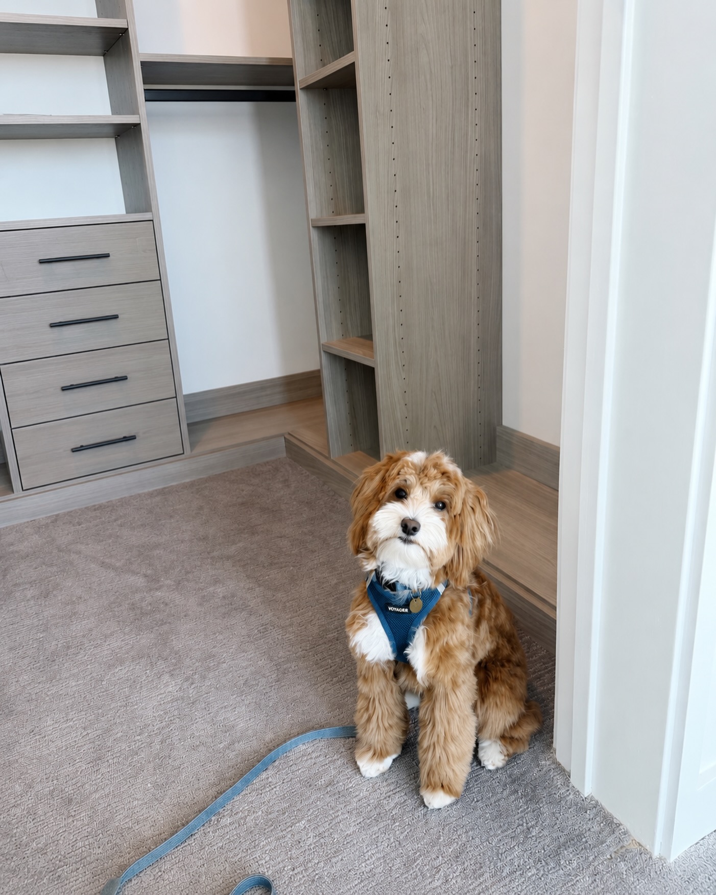 Please meet my new closet inspector🐾
Archie just turned 1 and has officially passed all his exams. He’s ready to inspect your new closet after installation and make sure everything checks out😜
So far, every project has received his approval
#ArchieApproved #DogsofInstagram #CustomClosets #ClosetDiaries #WhatsInYourCloset