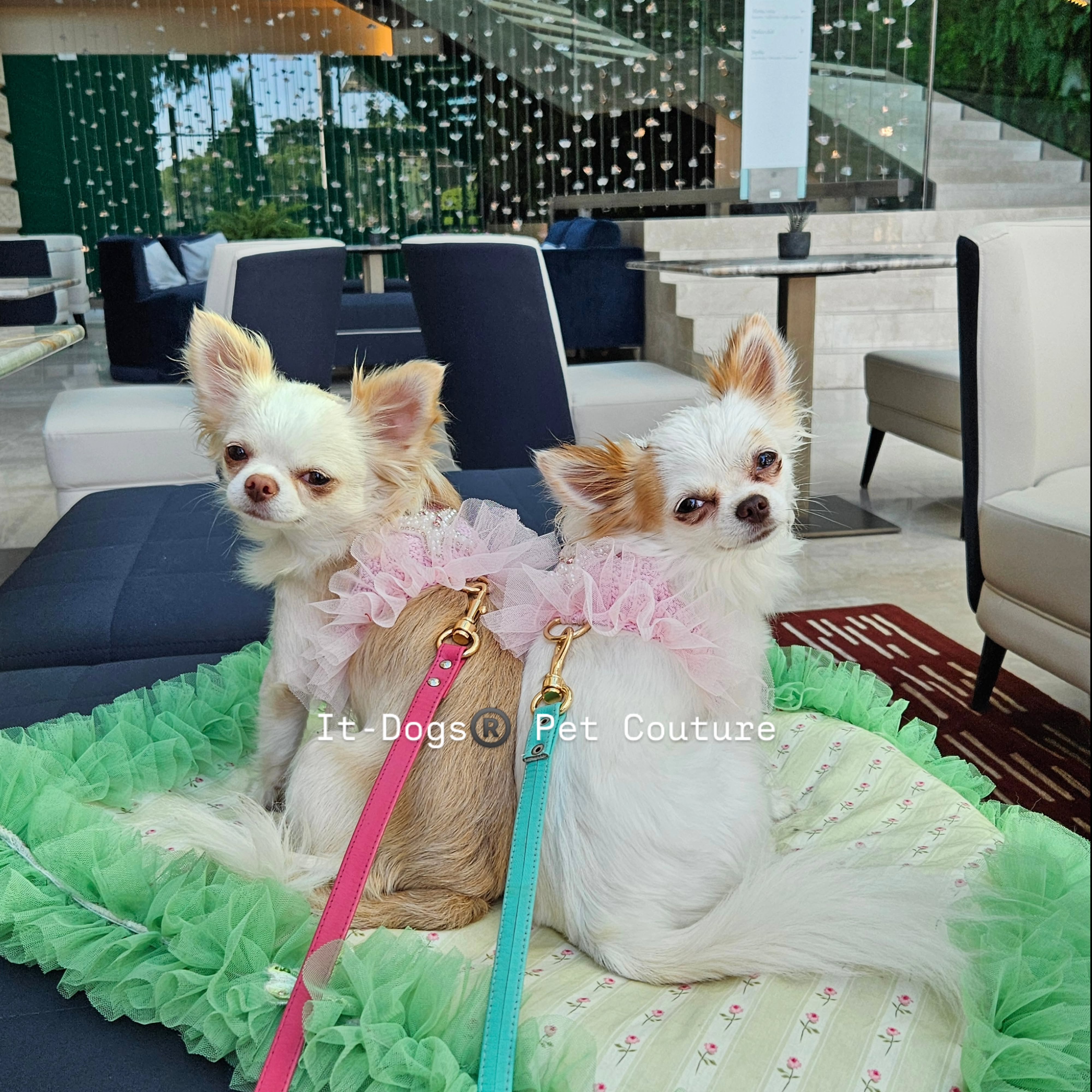 Fresh and comfortable outfits for summer 😍
The dog mat completes the look and is perfect for any time of day, from walks to vacations.
Always carry it with you to ensure perfect rest for your pet 🩷
❤️🇮🇹
#itdogs #dog #dogshop #pet #petshop
Dog. Pet. Italia. Luxury. Shopping.