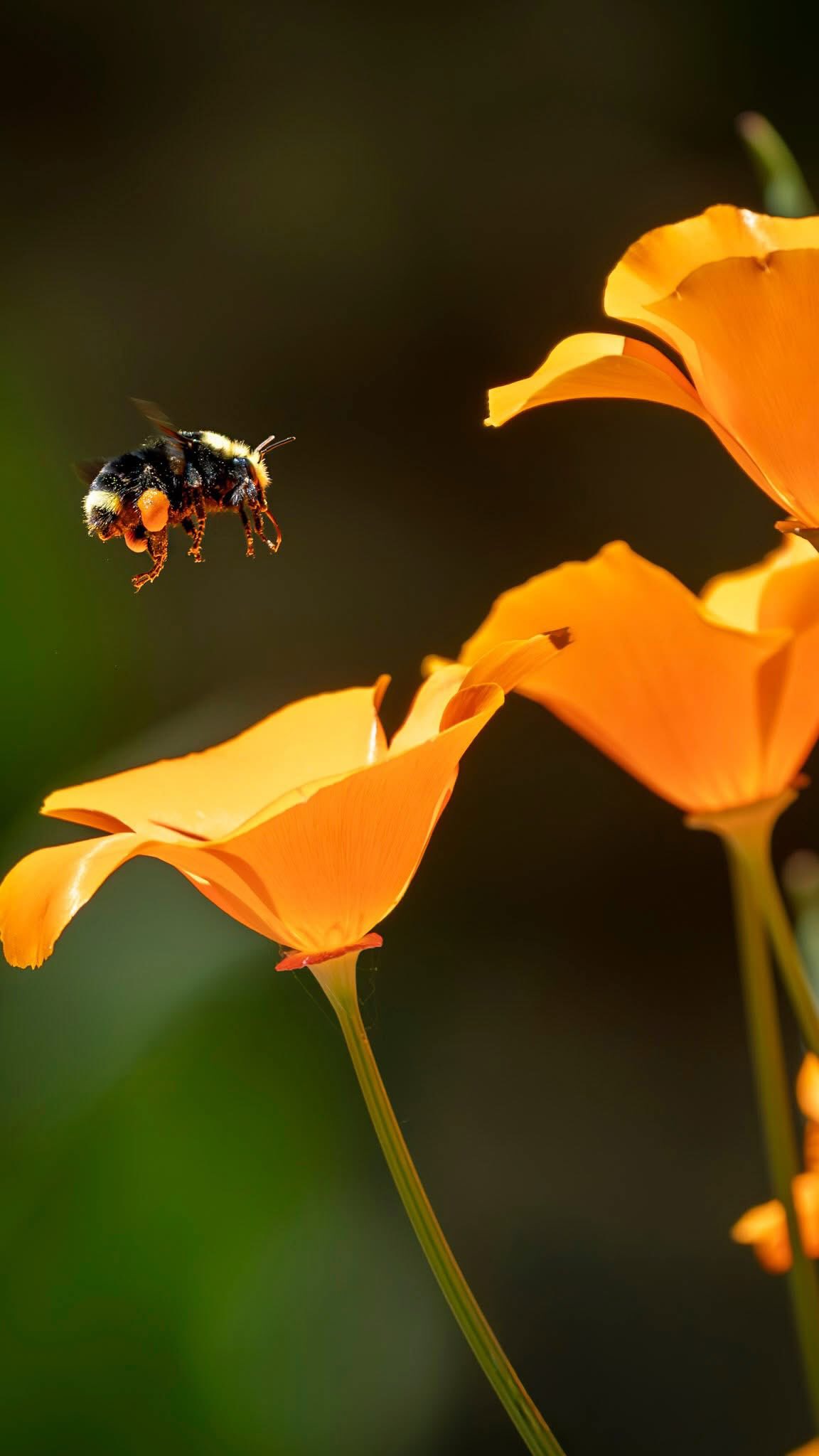 đ TODAY AT NOON! đź
Tickets are still available for a guided field walk with renowned biodiversity explorer and naturalist Damon Tighe. Discover the fascinating world of pollinators as you learn how to spot and photograph bees, butterflies, flies, beetles, and more. Bring your phone or camera and pick up tips for capturing the photos needed for identification. Youâll also explore the surprising role floral scents play in attracting different pollinators.
Whether youâre a seasoned naturalist or simply curious about the buzzing life around you, this is a wonderful opportunity to slow down, observe closely, and connect with the small but mighty creatures that help our gardens â and our planet â thrive.
đď¸ Get your tickets while they last!
https://www.gardenbythesea.org/learn/pollinator-walk
đ¸ Cover photo by MCBG Volunteer, Mike Pociecha