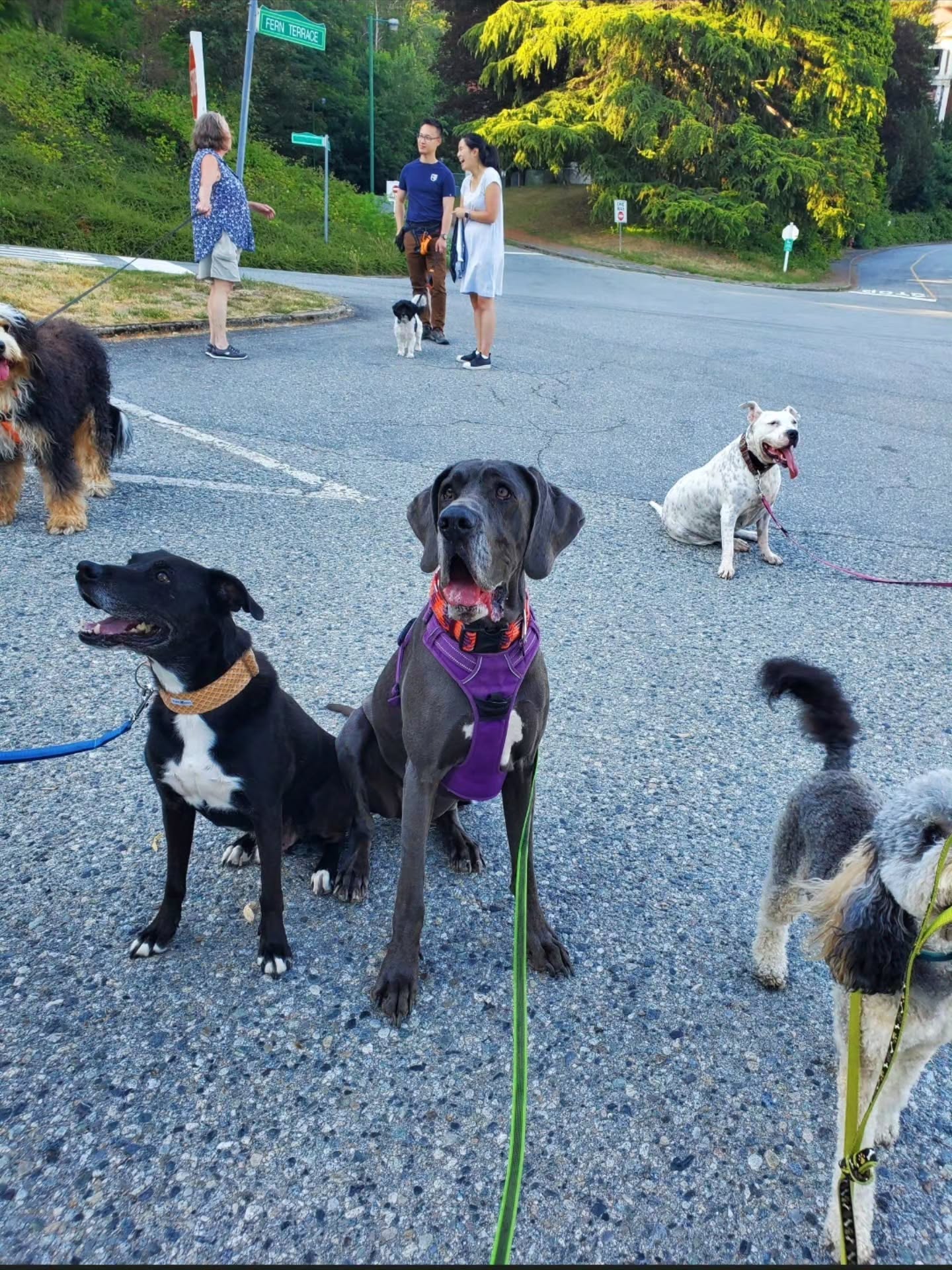 Join us Wednesday, June 17 at 6:00 PM for a free, fun walk at Riverview!
Please note that this is not a coached session, so you'll need to be comfortable handling your dog around a variety of dogs, including puppies and dogs with big feelings. We ask that everyone respect each dog's space, individual needs, and boundaries to help keep the walk safe and enjoyable for all.
Message us for details, we hope to see you there!
