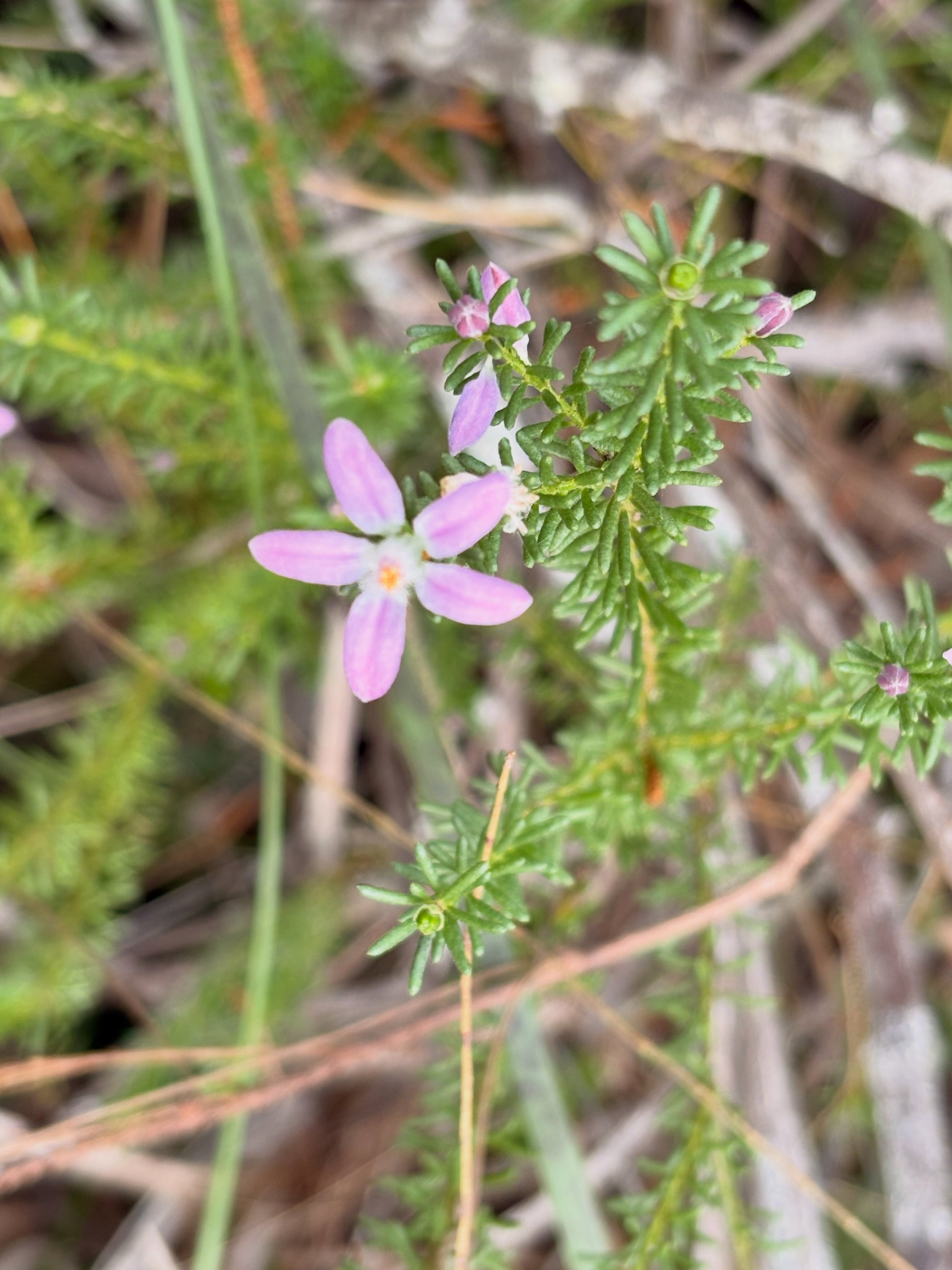 A blooming day!💚🍃🥳 #flowers #pollination #ecosystem #flora