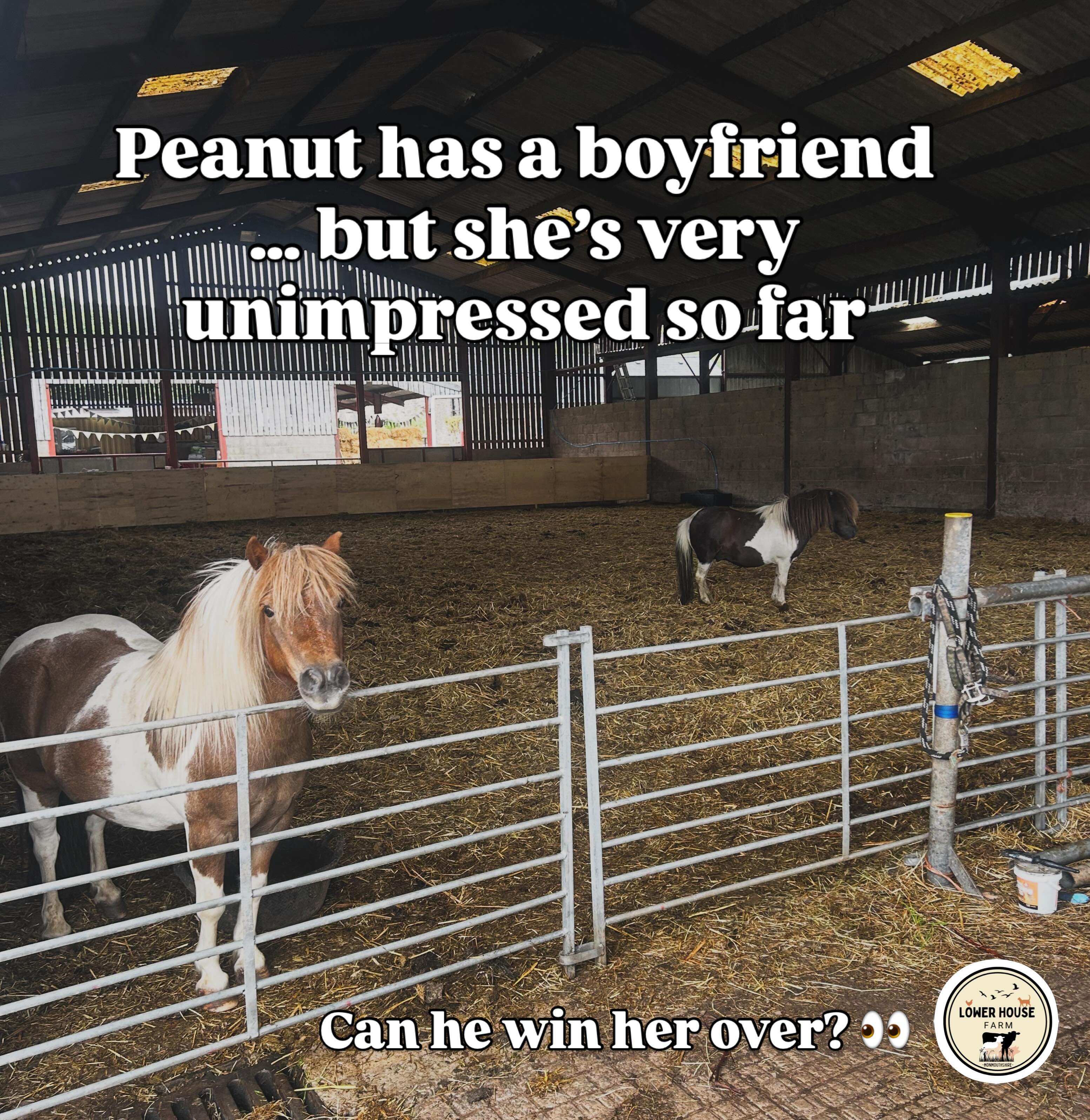 Peanut is keeping her new man “at arms length” for now … (aka ears back, chasing him around!)
Will he win her over in time? 💛
Watch this space to see if we will have a baby Peanut 🥜 in the future 🤞🦄
#shetlandpony #shetlands #lowerhousefarmwales