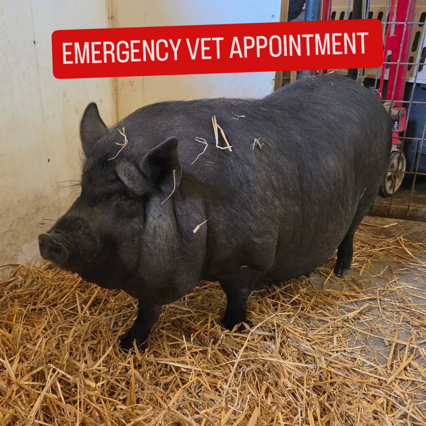 🚨 EMERGENCY 🚨 One of the new pigs from the Operation Squeal City pig is currently at an emergency vet for a possible C-section. Geez Louise, as we lovingly named her, had an injured rectum when we picked her up from the temporary foster on Monday.
She looked very pregnant and we weren't sure if she had a baby stuck, so we got her our vet for diagnostics. Geez is pregnant with at least 8 babies but good spirits otherwise. We treated her with anti-inflammatories and antibiotics for her damaged rectum. Today, she went into labor but no babies came. Our vet, who is quite sick herself, was very concerned. After calling 6 clinics with 2 hours, none had a doctor that would do a pig c-section except one. Geez is now at the vet for a possible surgery. The on-call vet is worried that her birth canal is too narrow.
We are so frustrated that Geez Louise has to endure this suffering. The animal abuser allowed for her and so many other girls to become pregnant and have litter after litter of babies. Over half of the 80+ pigs from this case are recent babies that are no-doubt from irresponsibly keeping both sexes together and not fixing the pigs. Geez is the 4th pig in only a month to give birth. What was the long term plan?
The vet quoted $2000 for an emergency c-section. Please consider donating for her care, along for health and safety of the other 57 from this case currently in our care. Hit the donate button in his post or send a donation via PayPal, CashApp, Zelle, Venmo, or mail a check through our website: bit.ly/supportPSR
Wish Geez Louise and her babies luck!
#animalhoarder #animalrescue #animalsanctuary #piggy #oink