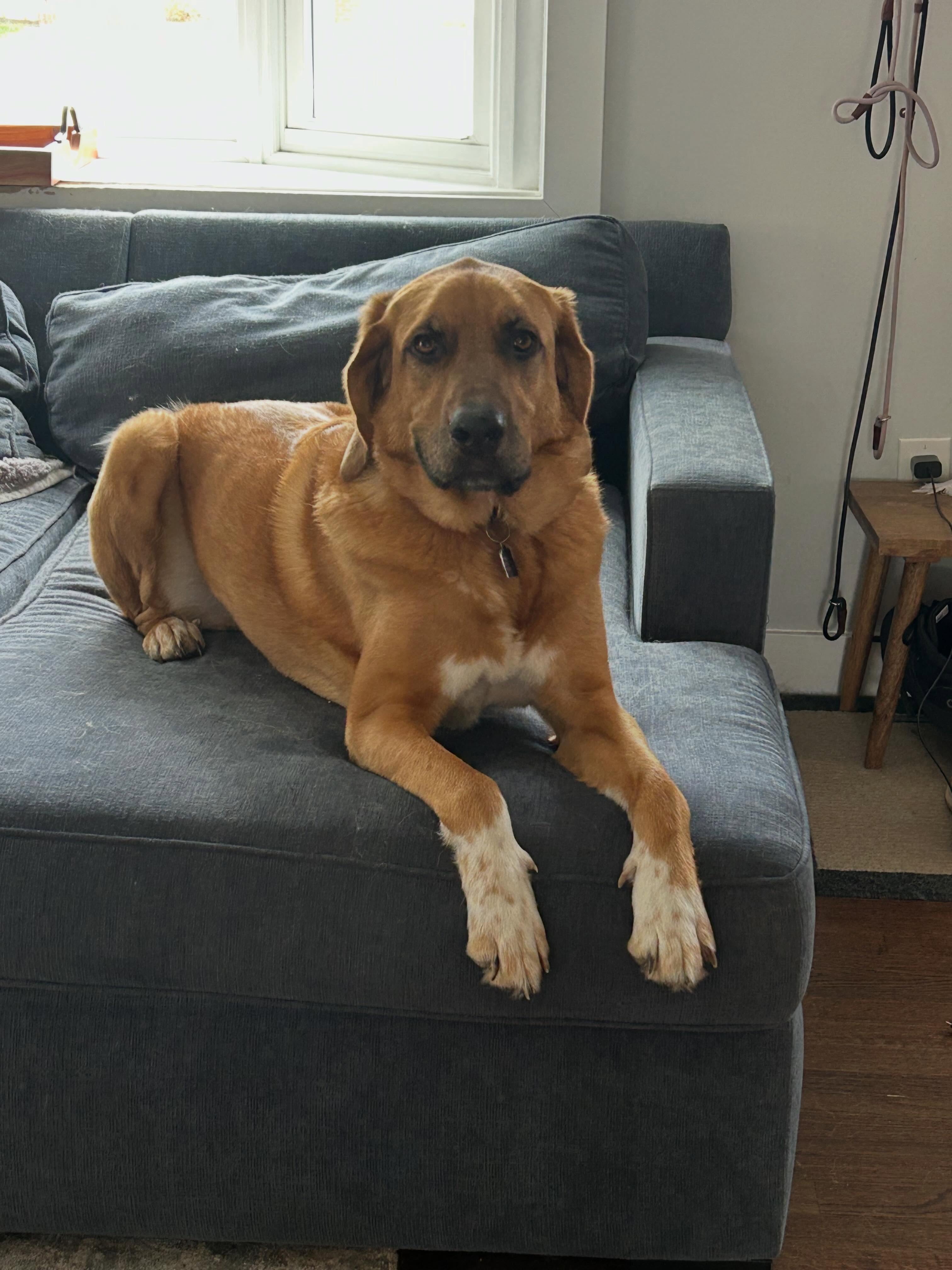 Please help us in wishing this handsome dude a very happy 5th birthday! ๐ We love you, Zeus!! โค๏ธ๐พ #happybirthday