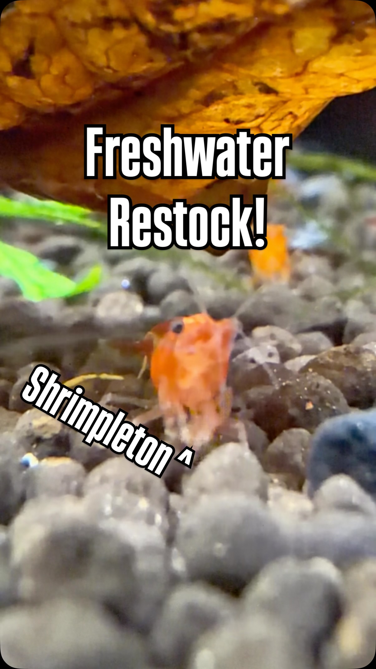 Freshwater fish restock just landed! 🐟
We’ve got Rummy Nose Tetras, Panda Corydoras, Panda Garra, Neon Tetras, Cardinal Tetras, Angelfish, Rainbowfish, African Cichlids, and much more in stock now!
Stop by and see what’s new and find your next favorite fish.
📍 Open Tuesday–Saturday 10am–6pm
📍 Sunday 12pm–5pm
📍 Closed Monday
Stock List:
https://www.undertheseanc.com/retail-store #aquariumhobby #fishtank #plantedtank #freshwater #charlottenc