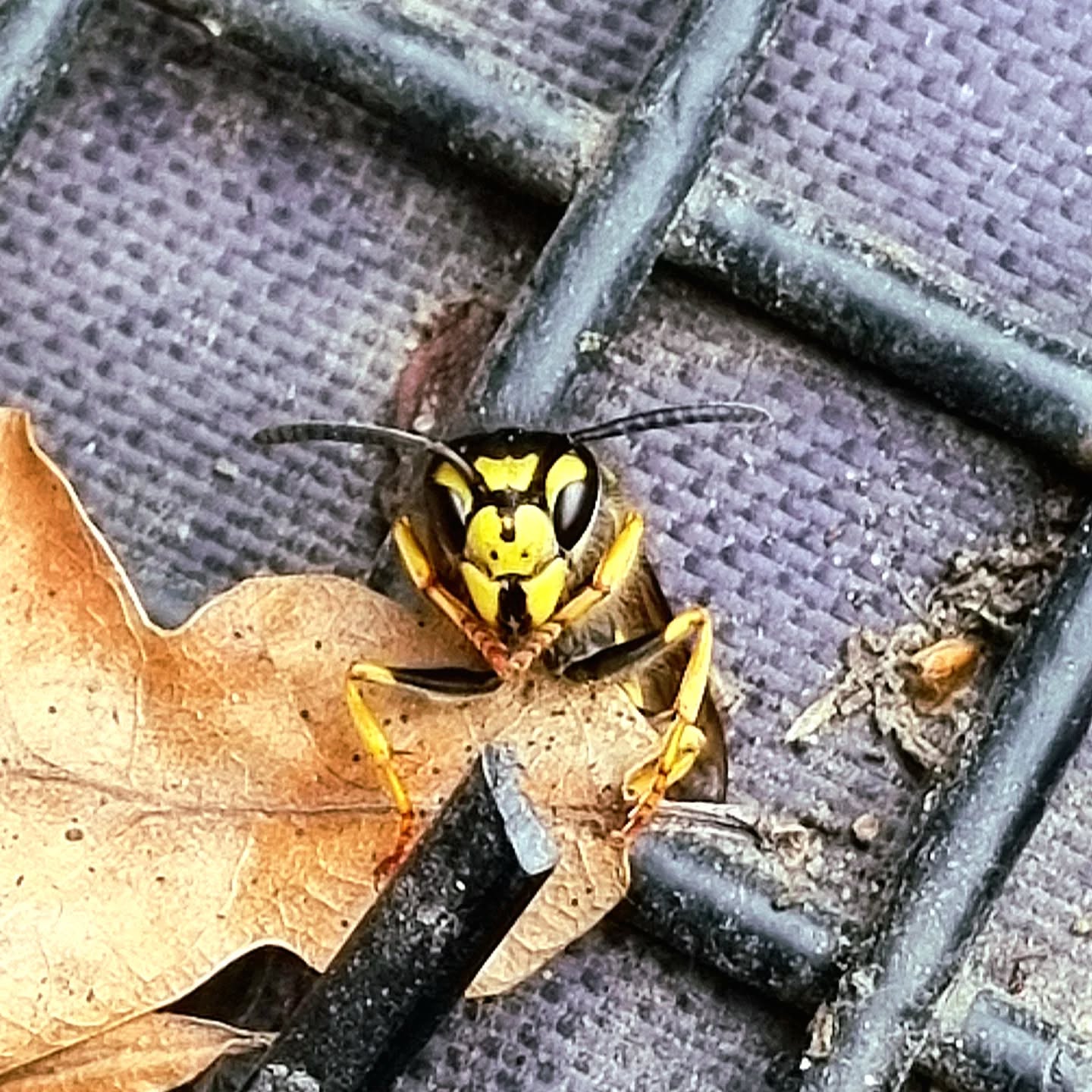 ...es sind oft die KLEINEN Dinge, die spannend und faszinierend sind, wenn man nur genau hinschaut 🐝👀💛
