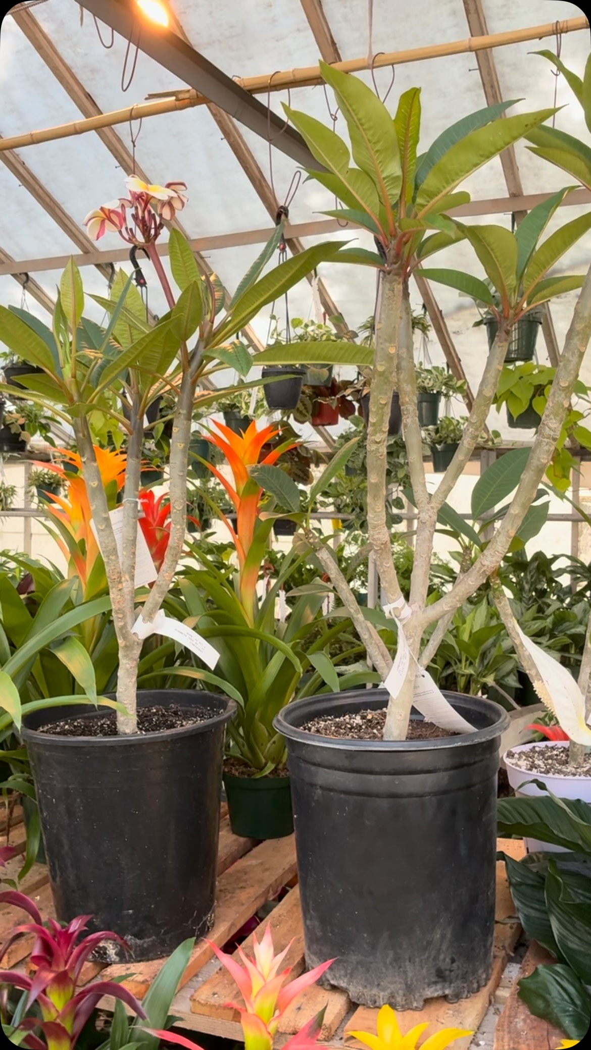 It’s going to be a beautiful Tuesday, friends, and our greenhouse is fully stocked with your future new plant friends! 🙌☺️
Tag your plant loving friends below 👇
#calvertsplantinteriors