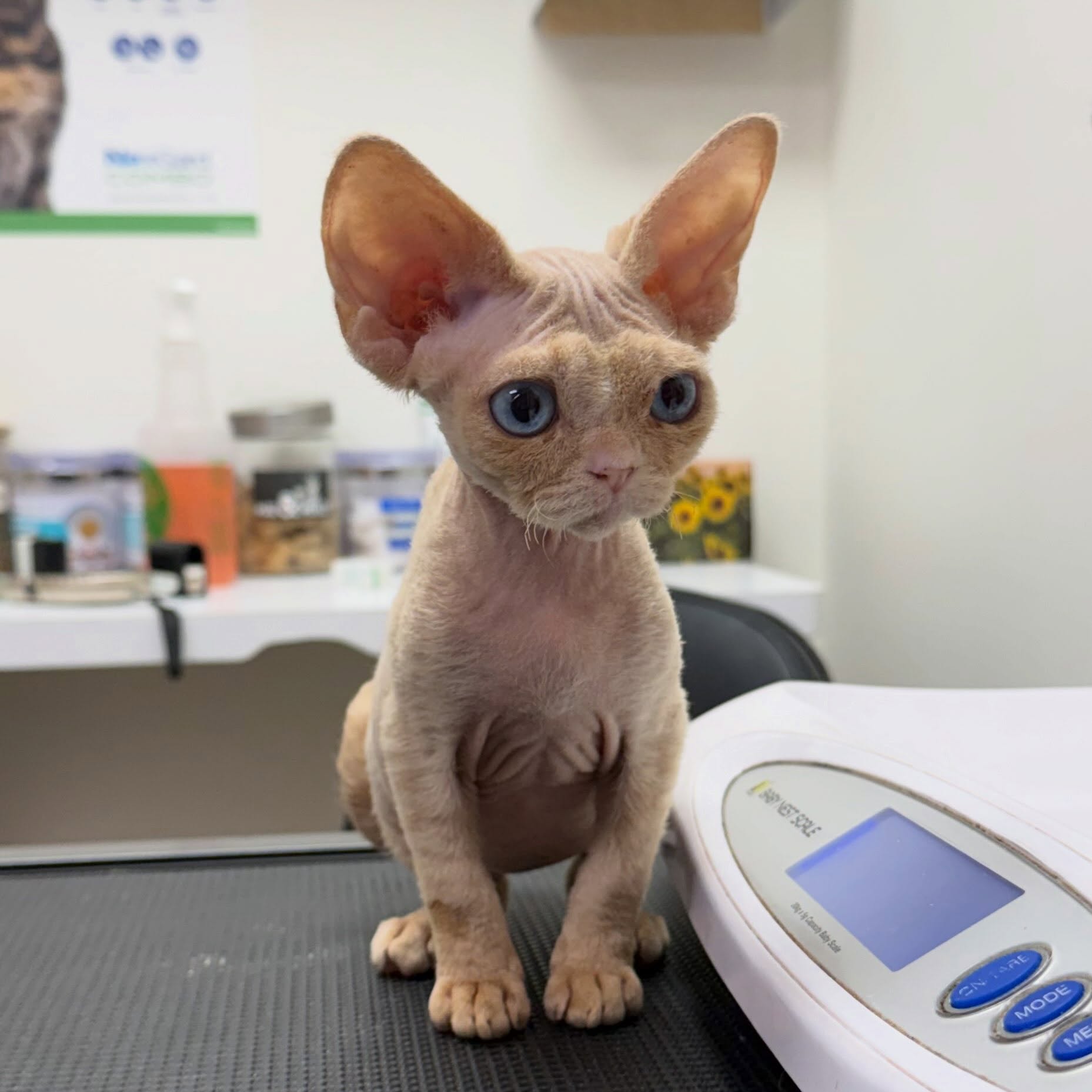 Bravo looking wide eyed at his final vet check today! Itâs just about that bittersweet time to say so long to our sweet theatrical litterâŚ.. #devonrex #devonrexkitten #devonsofinstagram #devonrexcanada