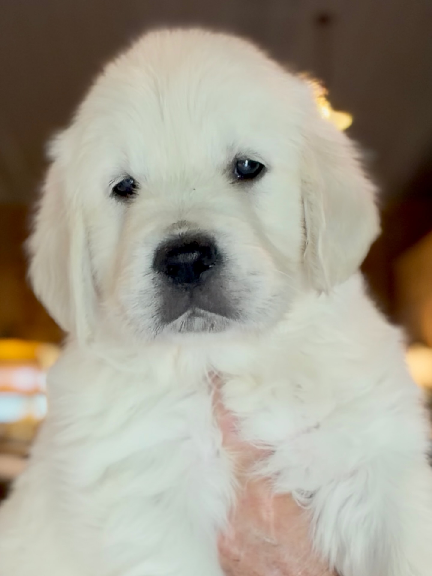 Pure sweetness! There is nothing better than an English Golden Retriever puppy! #puppy #puppies #puppylove #puppiesofinstagram #dogsofinstagram