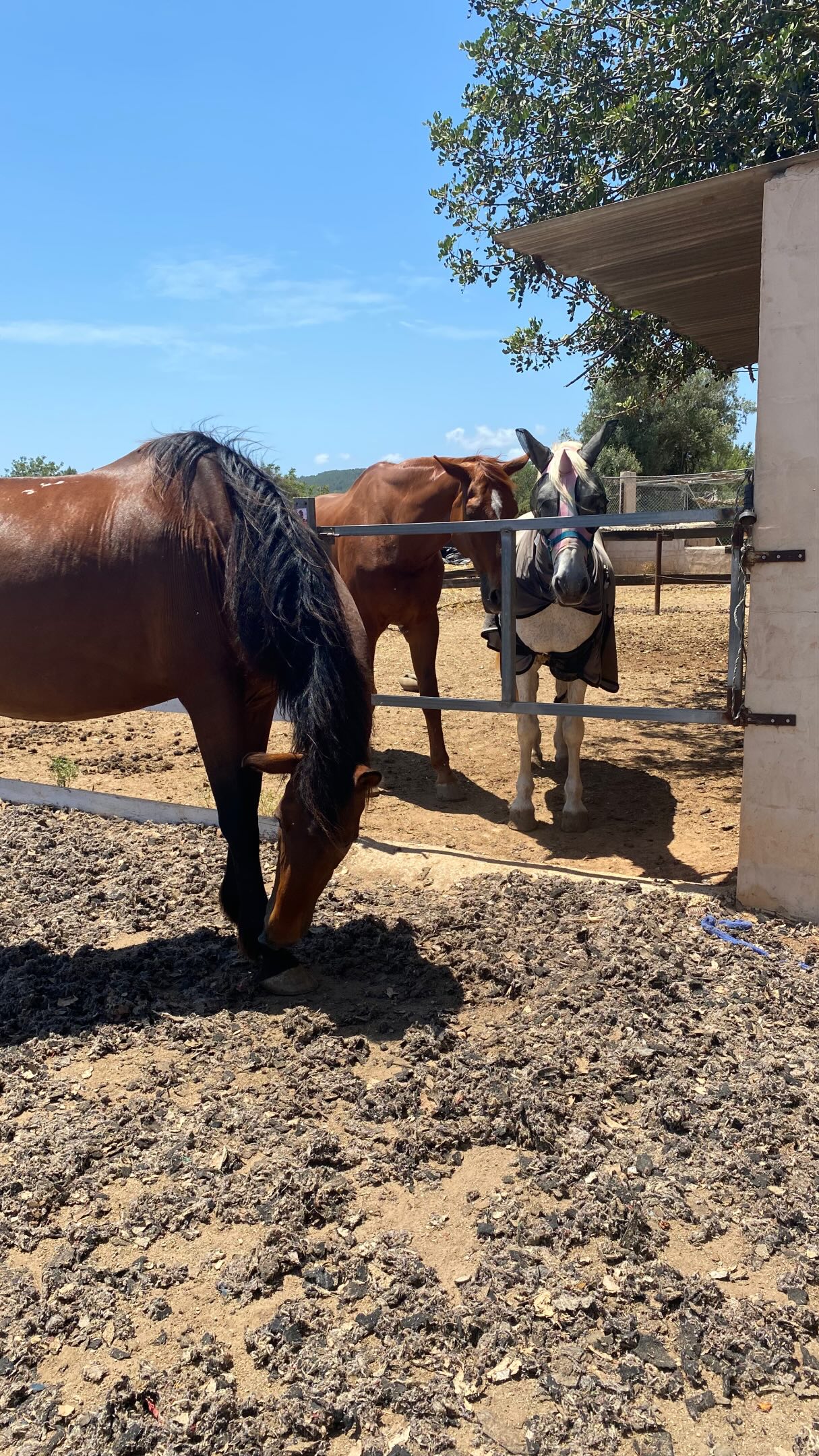 🇪🇸 Airam siempre feliz de pasar tiempo con sus amigotes.
Y es que, hoy en día, encontrar un buen amigo es un poco como encontrar un unicornio.
Por suerte, Airam parece tener ambas cosas. 😛🦄
(A Shiva, la gatita, le gustaría que conste que ella también estaba allí y que merece igualmente de toda vuestra atención. 😻)
__
🇺🇸 Airam is always so happy to spend time with his friends.
I mean, honestly, in today’s world, finding a good friend is a bit like finding a unicorn.
Luckily, Airam seems to have both. 😜🦄
(Shiva, the kitty cat, would like everyone to know that she was also present and deserves your full attention. 😽)
#HorseBud #HorseHumor #HorseFriends #LifeWithHorses #BarnCat
