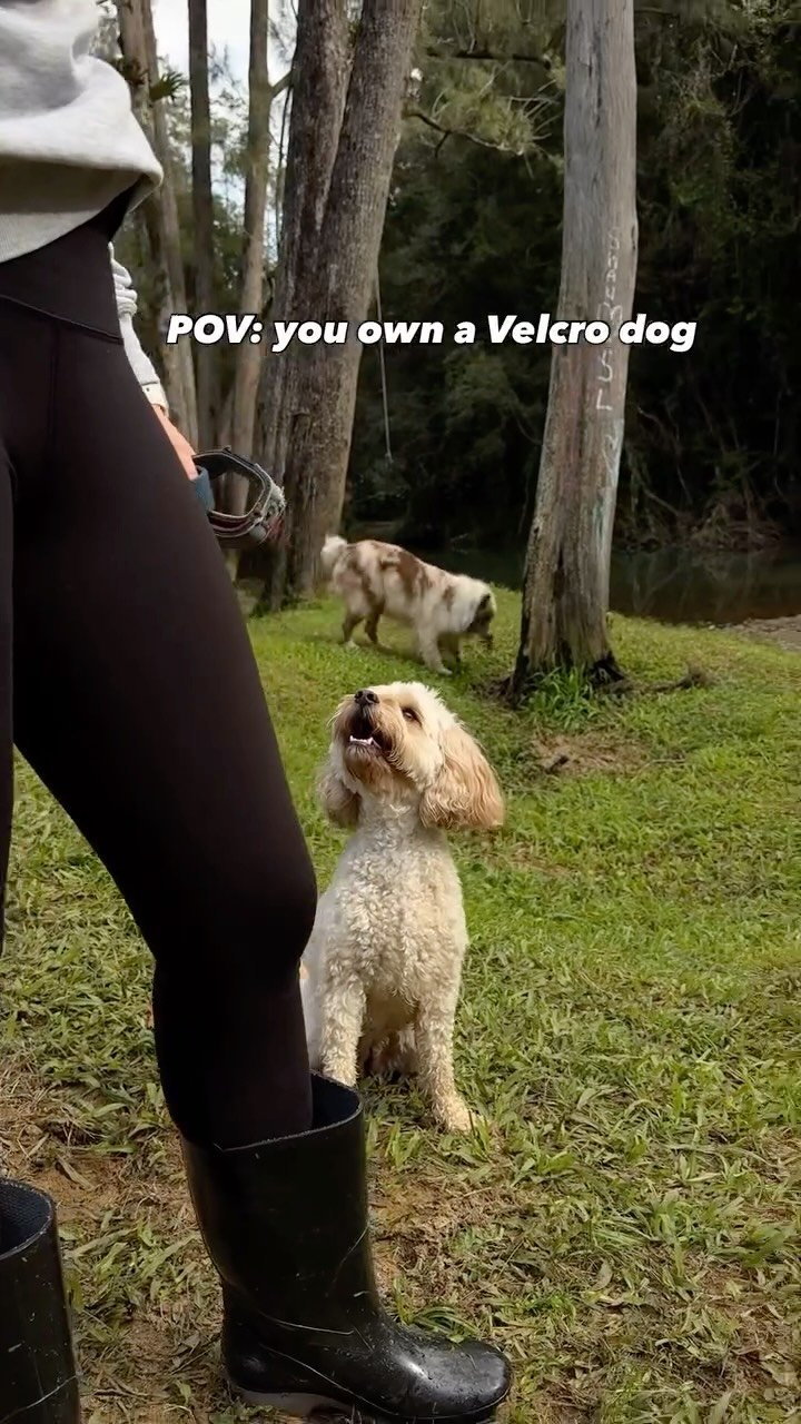 Oh Nellie, if only you knew how good your life is
#cavoodle #velcrodog #dogfriends