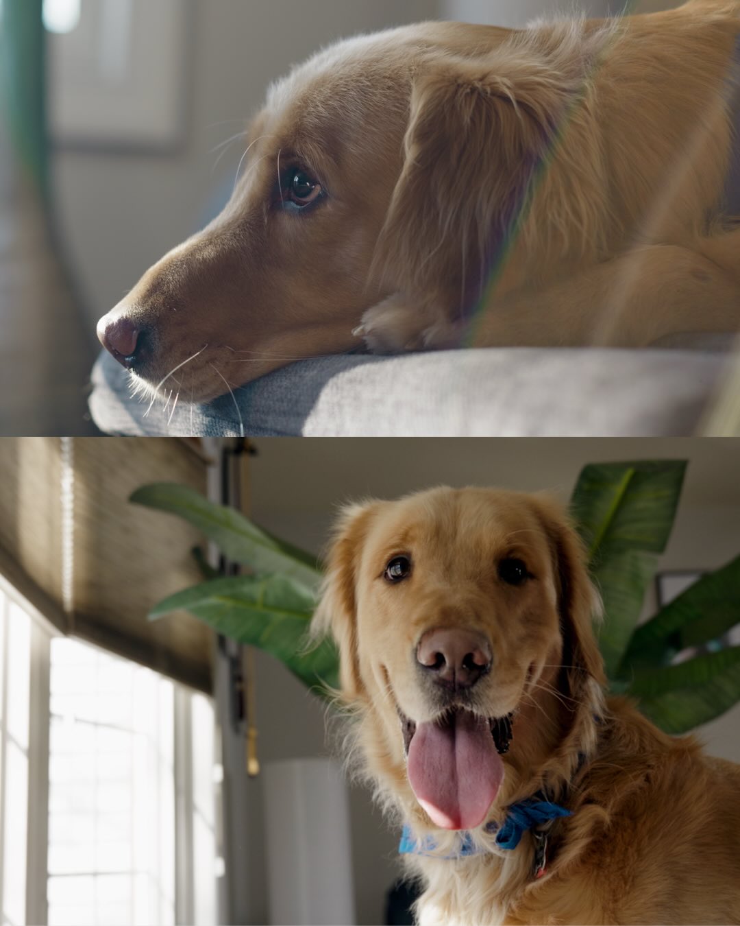 A few stills from our shoot with Baxter International’s new Pet Partners initiative.
This piece tells the story of Izzy, a young cancer survivor and Baxter, the dog who has been by her side. Their bond says so much about the comfort, love, and strength pets can bring to children and families during incredibly difficult times.
Grateful to help tell this story.
Full video is on our YouTube.