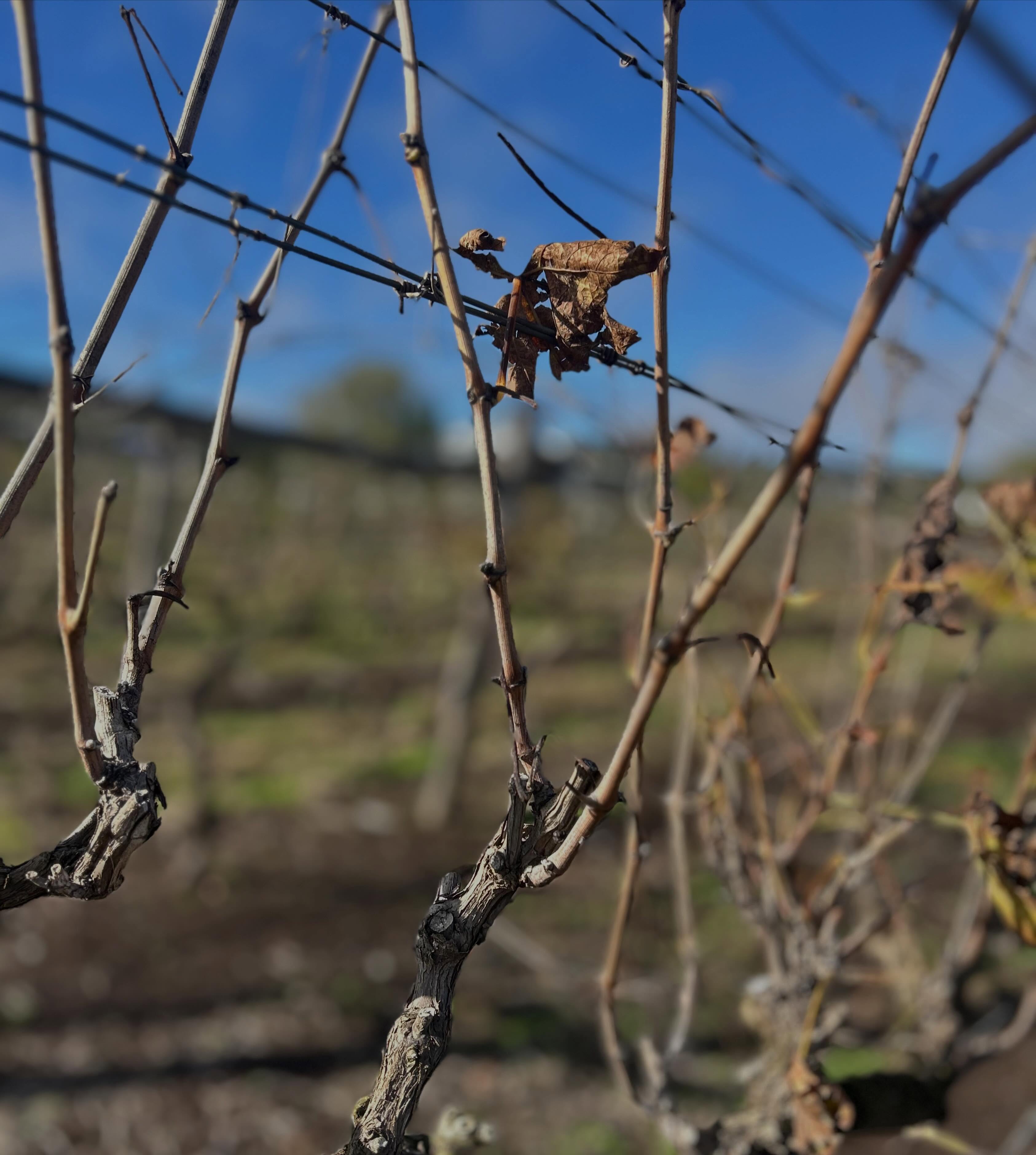 Winter has arrived in the vineyard.
The vines are resting now, their leaves gone and their energy tucked away for another growing season. While the vineyard sleeps, Rosalie House has been buzzing with activity.
A huge thank you to everyone who joined us for our Winter Supper Club on Friday night — it was a fantastic evening and a great success.
Looking ahead to this weekend, we’re excited to be hosting a wedding celebration on Saturday. Please note that Rosalie House will be closed from 3pm on Saturday for this private event.
We’d love to welcome you for a cosy winter afternoon by the fire, a glass of wine in hand, and views across the resting vineyard.