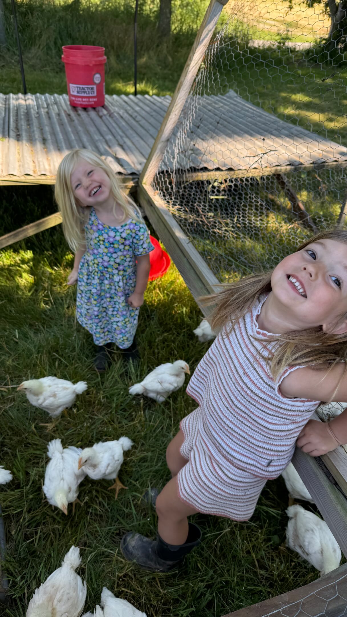 Farming is a family affair. Getting the birds out to pasture this morning ♥️
#pastureraised #familyfarm #pasturedpoultry