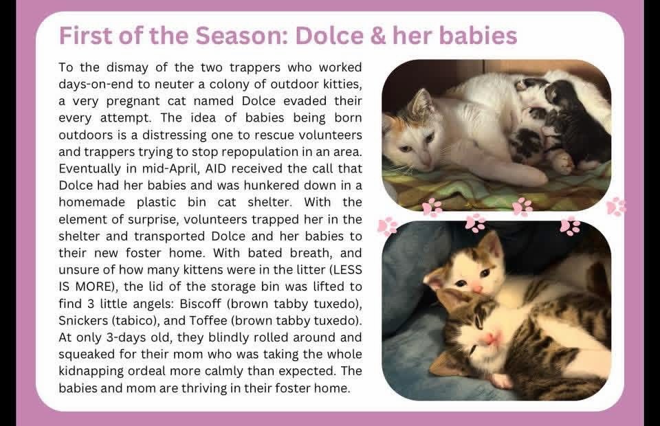 AID’s June 2026 Newsletter is here! 🐾💕 Sneak preview above 🥰
Follow our rescue adventures and see how your donations help us continuously save cats in our local community.🩷
🐾 To read this edition:
https://www.animals-in-distress.org/_files/ugd/b06d84_6c7e7358995d4a8ba4e7490956e67b7f.pdf
🐾 To sign up to receive future editions to your email:
https://www.animals-in-distress.org/newsletter