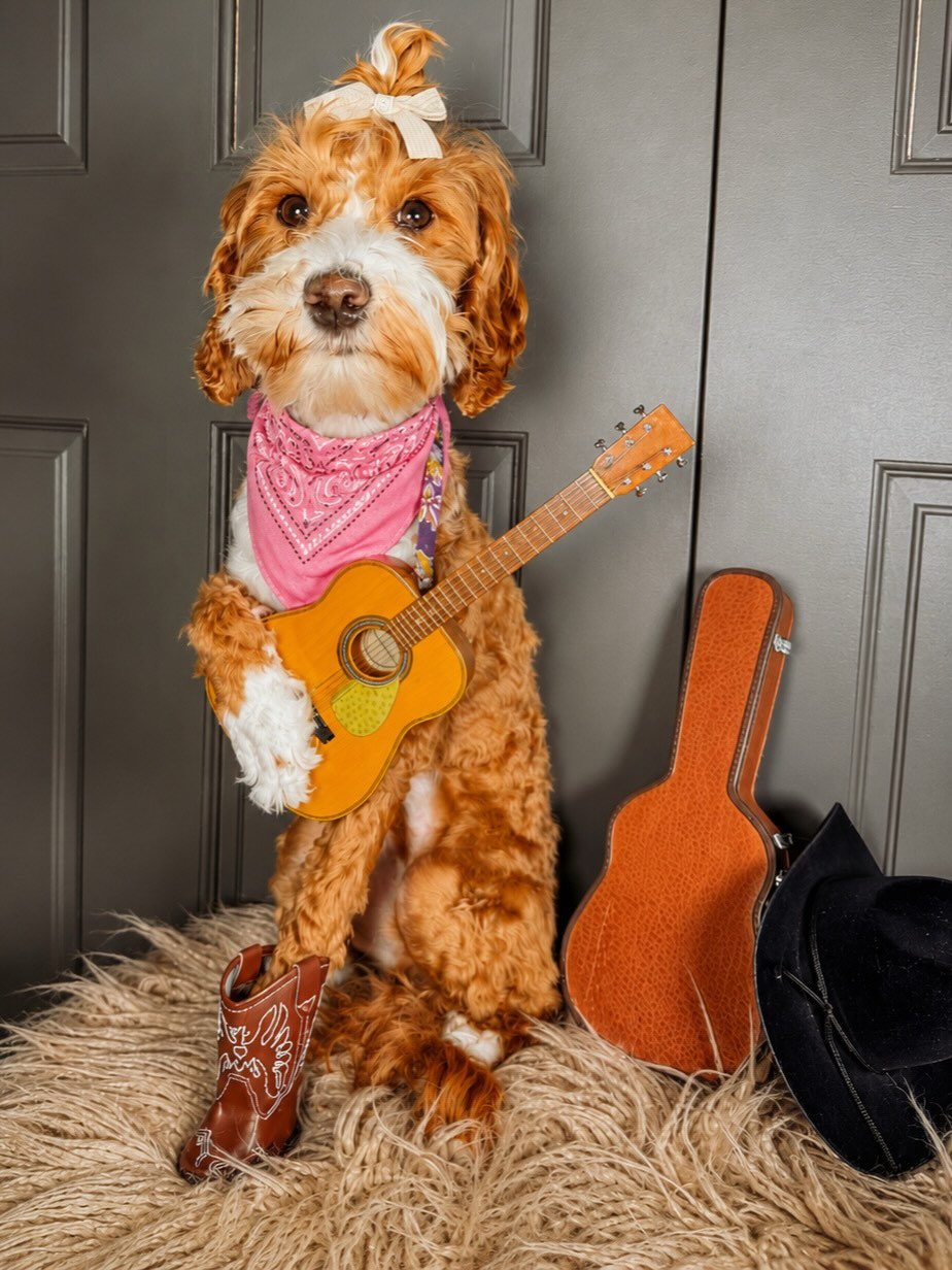 Bindi was made for golden fields, dirt roads, and chasing sunsetsš
Sheās a little more dandelion š»šš¼
ā¢
ā¢
ā¢
#countrydog #australianlabradoodlesofinstagram #smd #ellalangley #dandelion