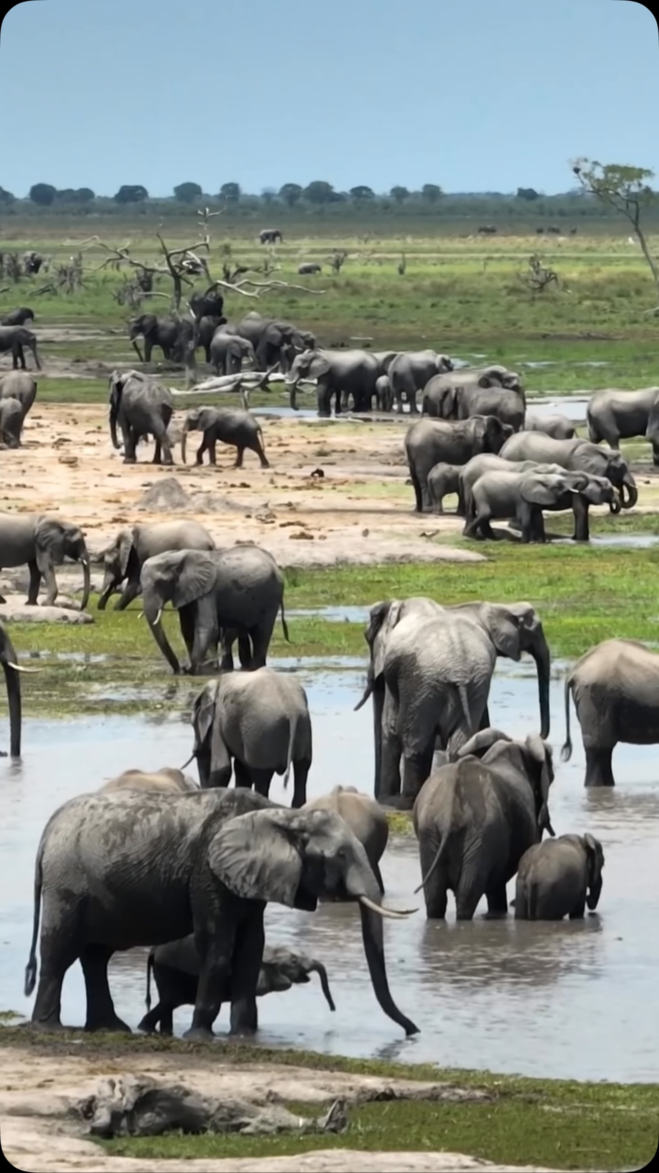 We have become so used to wildlife in decline that abundance now feels unbelievable.
A reminder that some of Earth’s greatest wonders still endure.
Video by @russ_wildlife