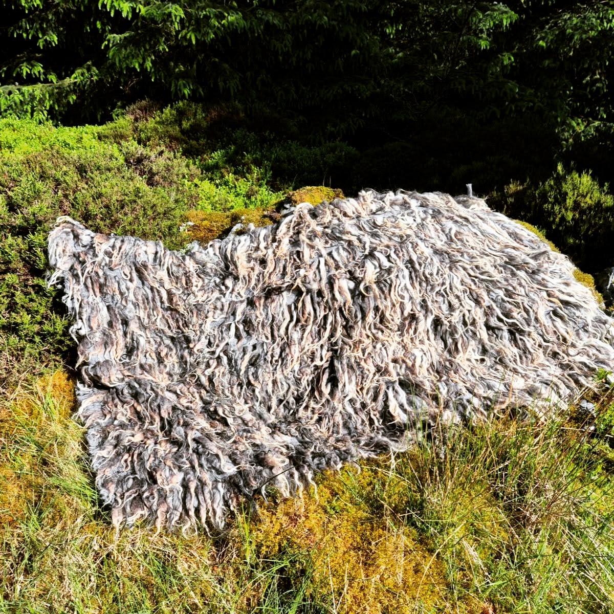One of my first resources when learning about vararfeldir was the Icelandic law text, Gragas, or "The Grey Goose Laws".
This fascinating glimpse into Viking-era trade laws provides specific dimensions for a standard vararfeldr, or "trade cloak," as a unit of trade.
Vararfeldir had to be rectangular, measuring 204 x 102 cm, with 13 locks across the weave.
Many of the vararfeldir I have made based on archaeological fragments have resulted in much denser weaves, with more locks woven in, so I wanted to try my hand at a "standardised" trade cloak using beautiful wool from @colonsaywoolgrowers
The result is very light, as the tufts are so widely spaced, and it was much quicker to weave. I suspect that the instructions in Gragas are a minimum requirement, as extant fabric fragments from the same era are much denser.
#weaver #handwoven #vikingweaving #vikingcloak #vararfeldr #vikingreenactment #vikingcraft #heritagecraft