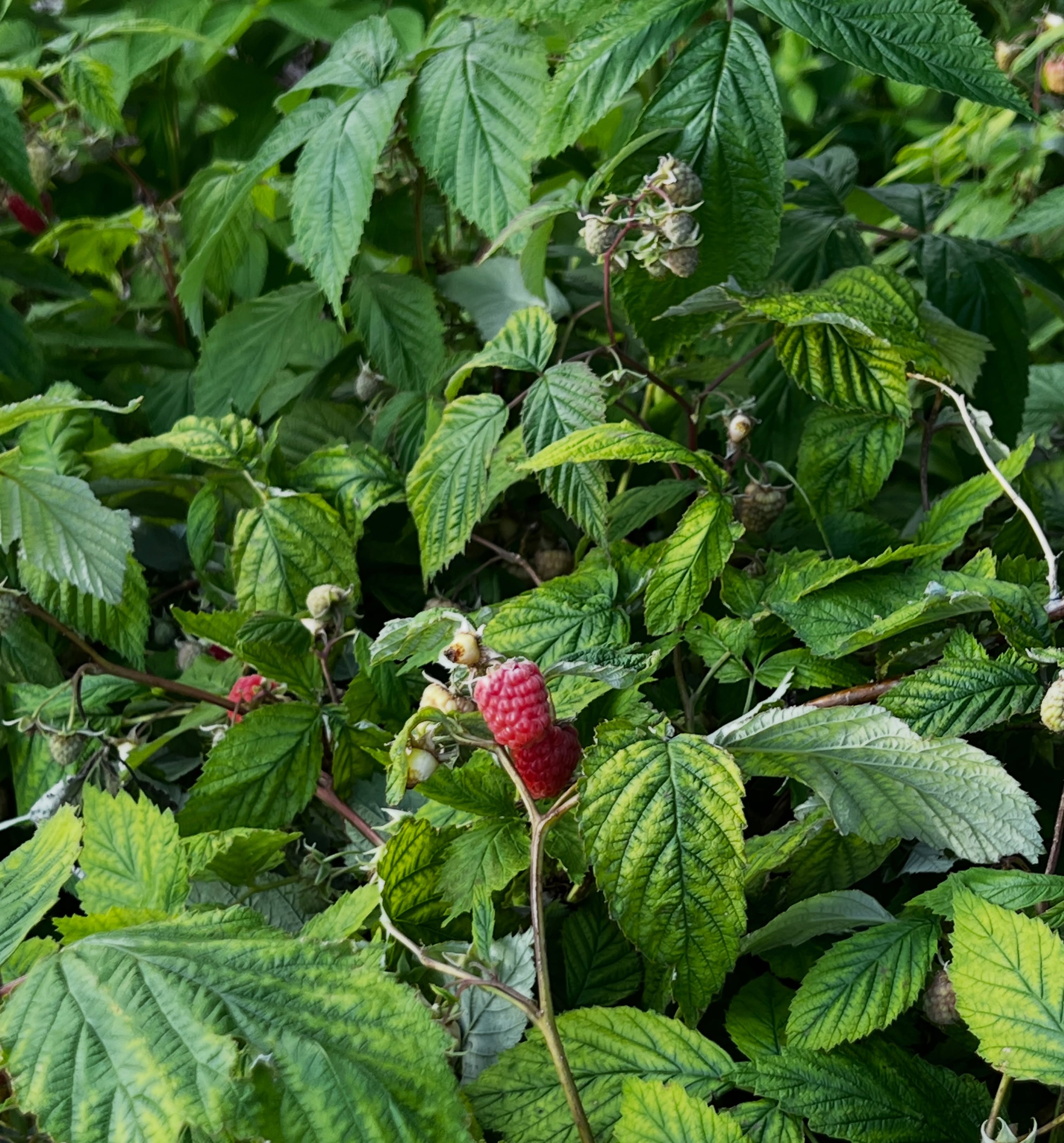 The raspberries are ready!!
ā„ļø
Next time youāre at the garden get and handful! Bring a container to take some home- repurposing berry containers is a great way to go! If you have a lot of containers leave them in the shed for others!
š«
Berries are ready when you gently pull on the fruit and they release from the plant. If it doesnāt come off easily- it isnāt ready!
š
Be sure to look under leaves and even low to the ground as the fruit clusters hide under the foliage. Look out for the prickly thorns though!!
