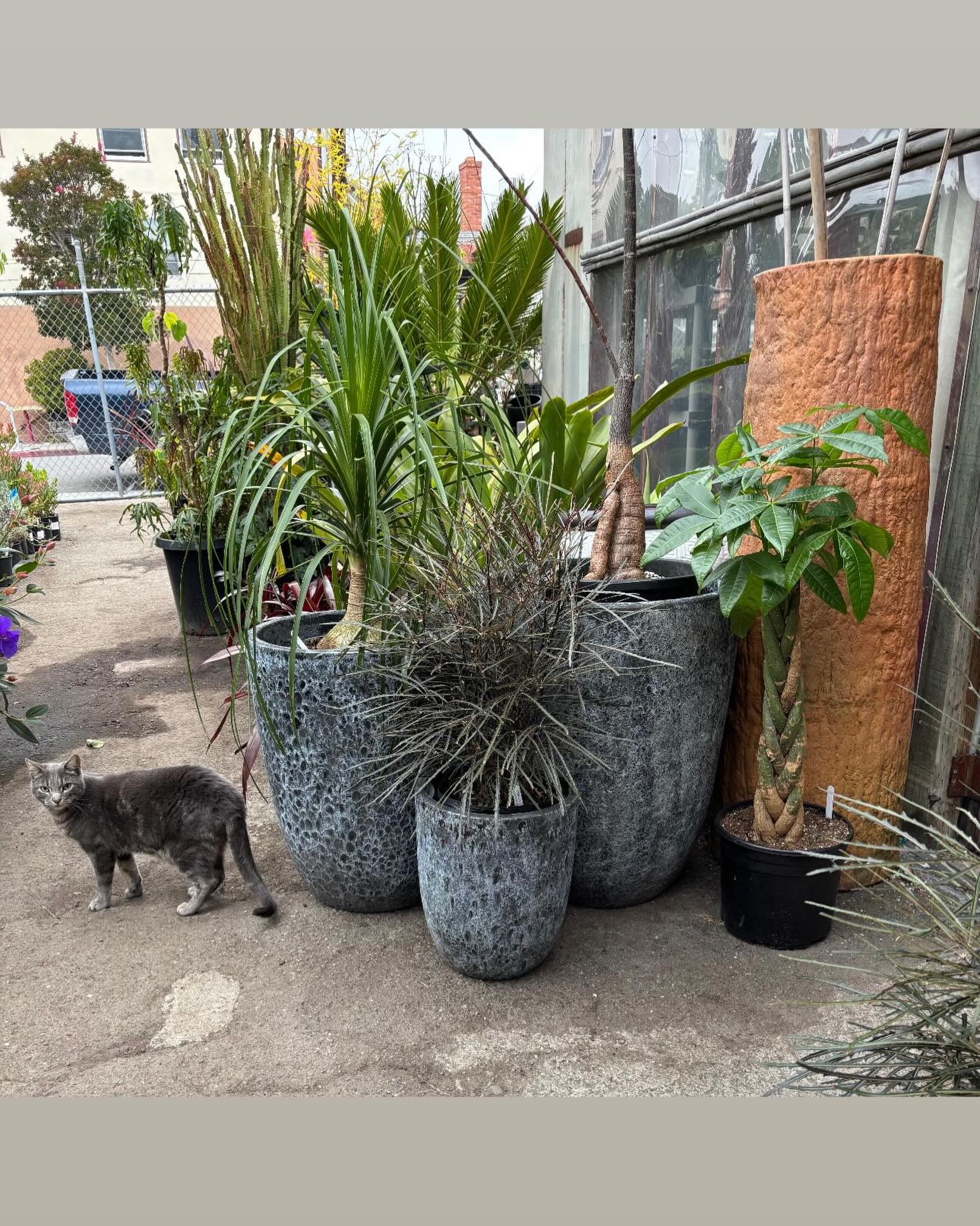 Zigphu on morning security run at the nursery