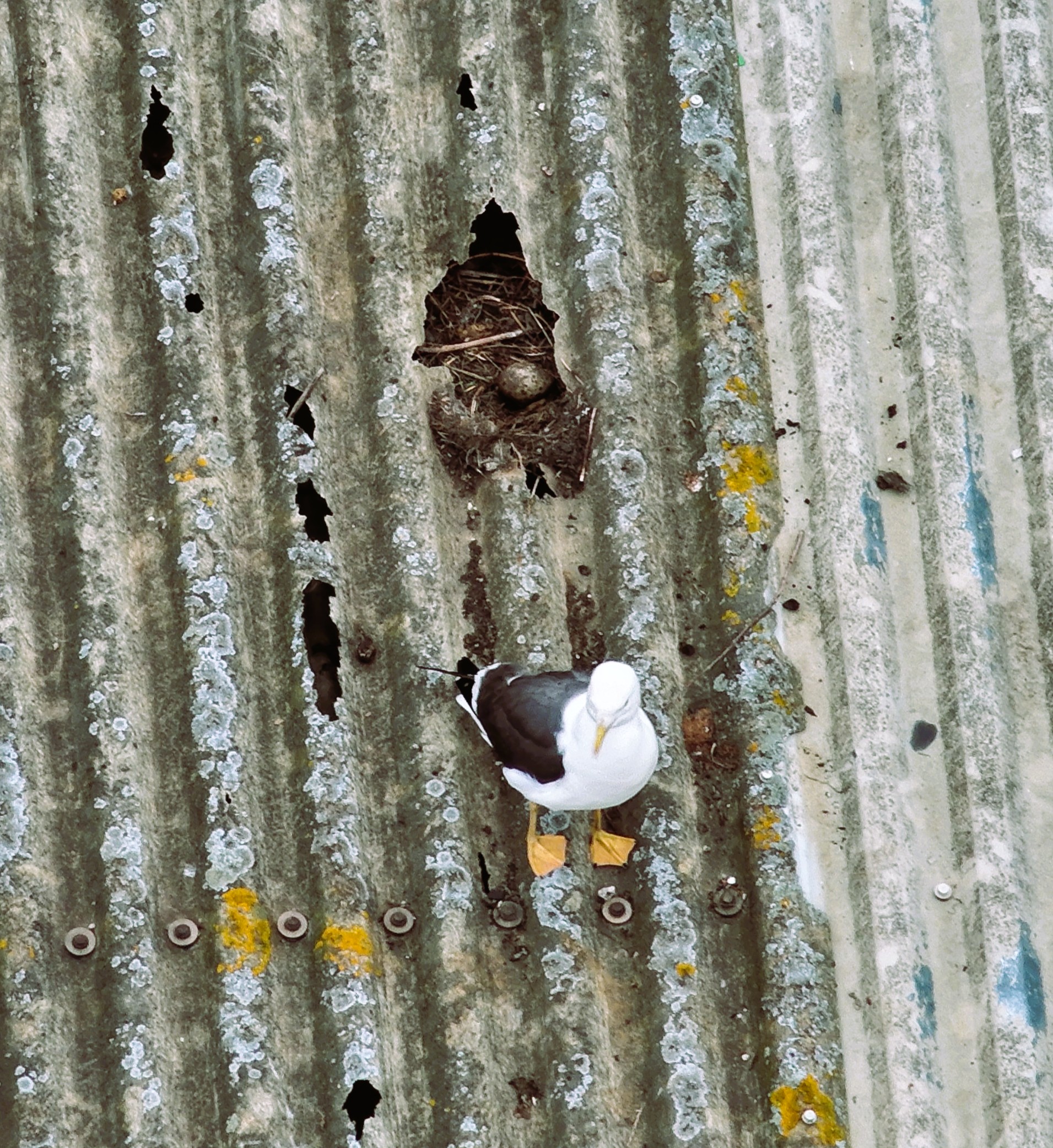 Summer fieldwork continues to be highly varied. This week included a public safety survey involving gulls and an international airport.
This image was a particular highlight, demonstrating just how adaptable gulls are when it comes to nesting in urban environments.
#wildlifemanagement #urbanecology #gulls #birdsurvey #AviationSafety #natureinthecity #fyp #bhwildlifeconsultancy