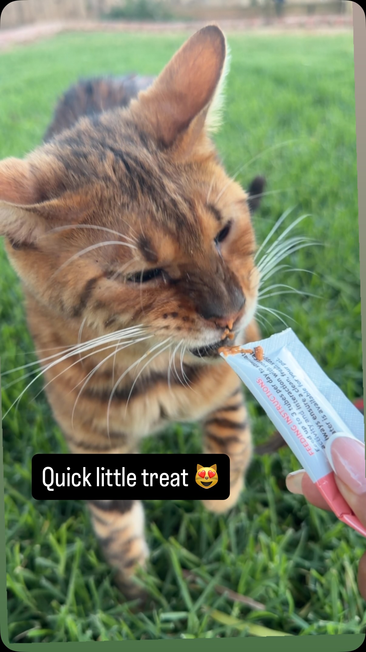 Just a Toyger and his treat 😻 #toyger #fyp #kitten #cat #luxury