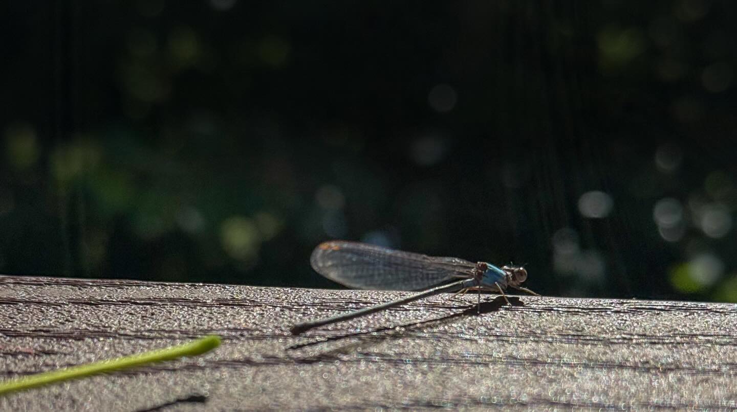 He just got off his shift at Walmart… you can tell by the blue vest. #AlcoaTN #Dragonfly