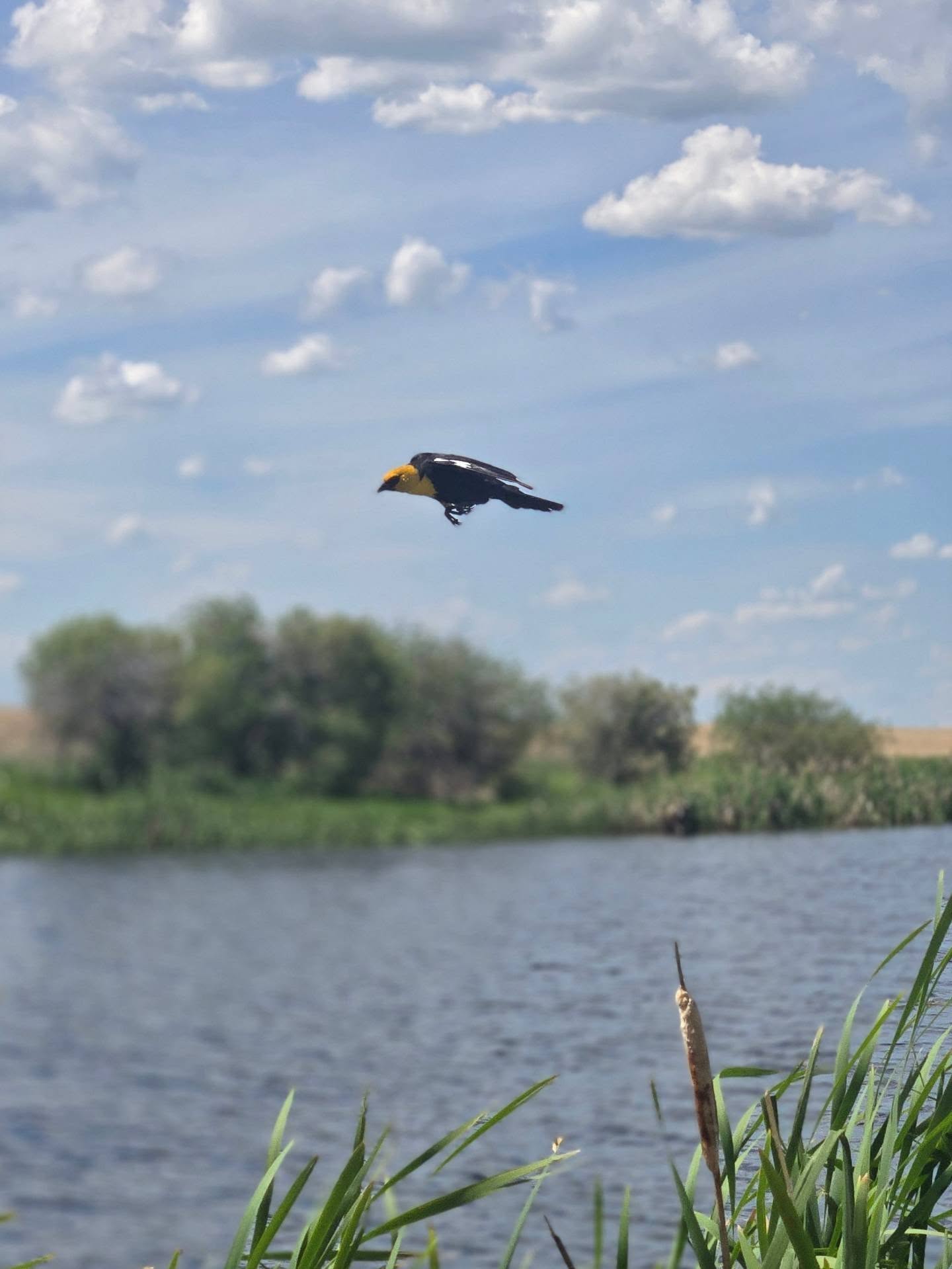 In absolute awe of the bird sightings and sounds surrounding Midway Centennial Park (middle of nowhere ville). A short distance from home, I find what feels like a sacred oasis, amongst cropland. The pond here is loaded with ducks and several Yellow-headed Blackbirds and Red-winged Blackbirds soaring above.
I am hesistant to even advertise this place 🤪 I love the peace & quiet here!